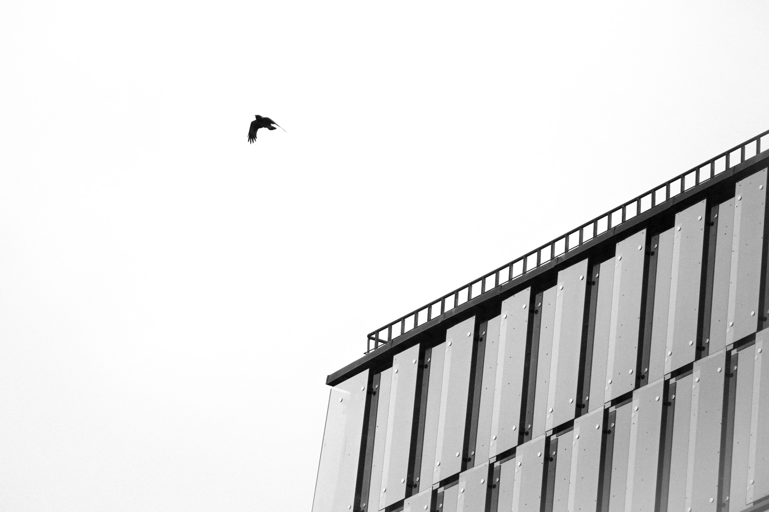 Птицы. Photographer Pavel Romashchenko