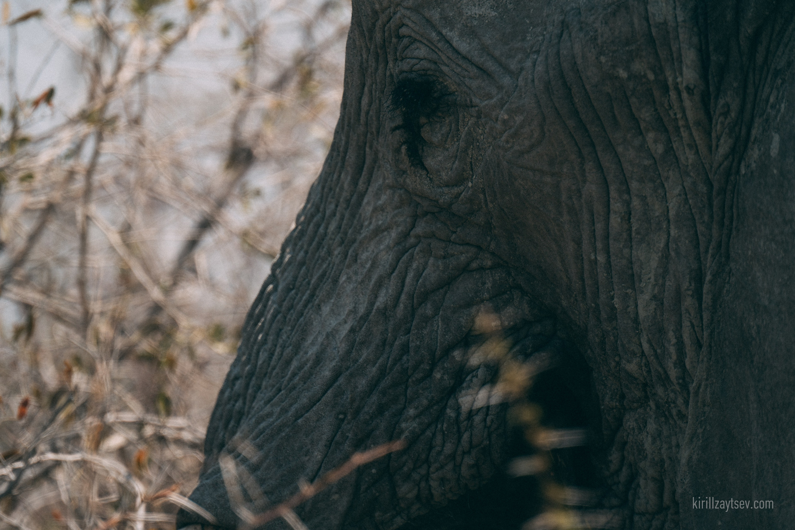 Жизнь. Профессиональный фотограф Кирилл Зайцев
