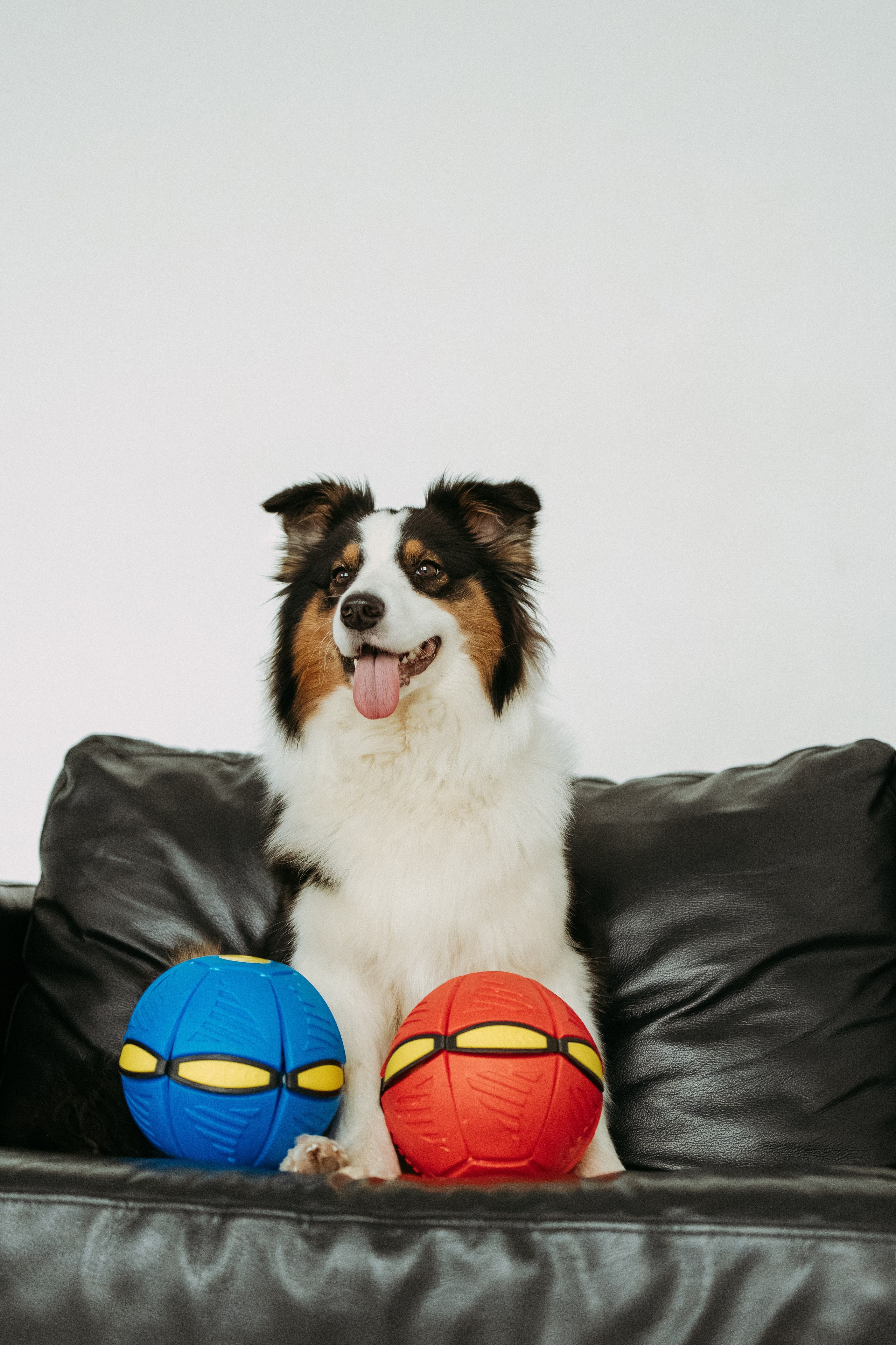 Мячи-попрыгуны. Фотораф — анималист Мария Шистка