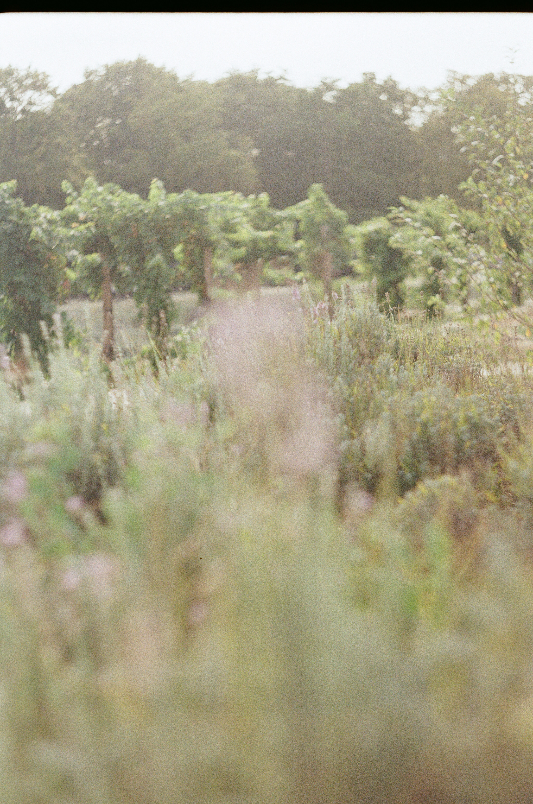 Georgia. Фотограф на Бали|Свадьба на Бали