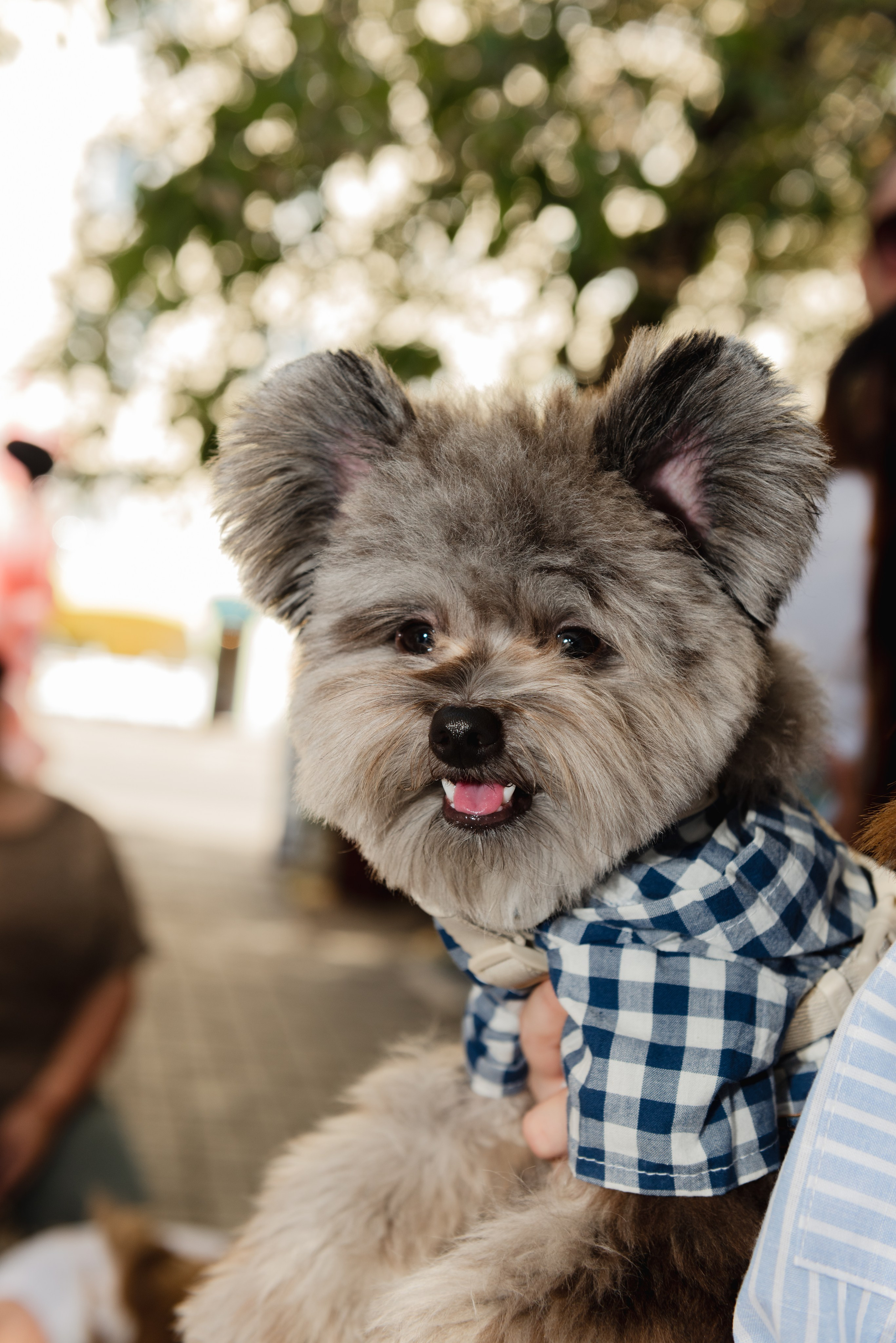 Pets. Фотограф в Москве Daria Lens