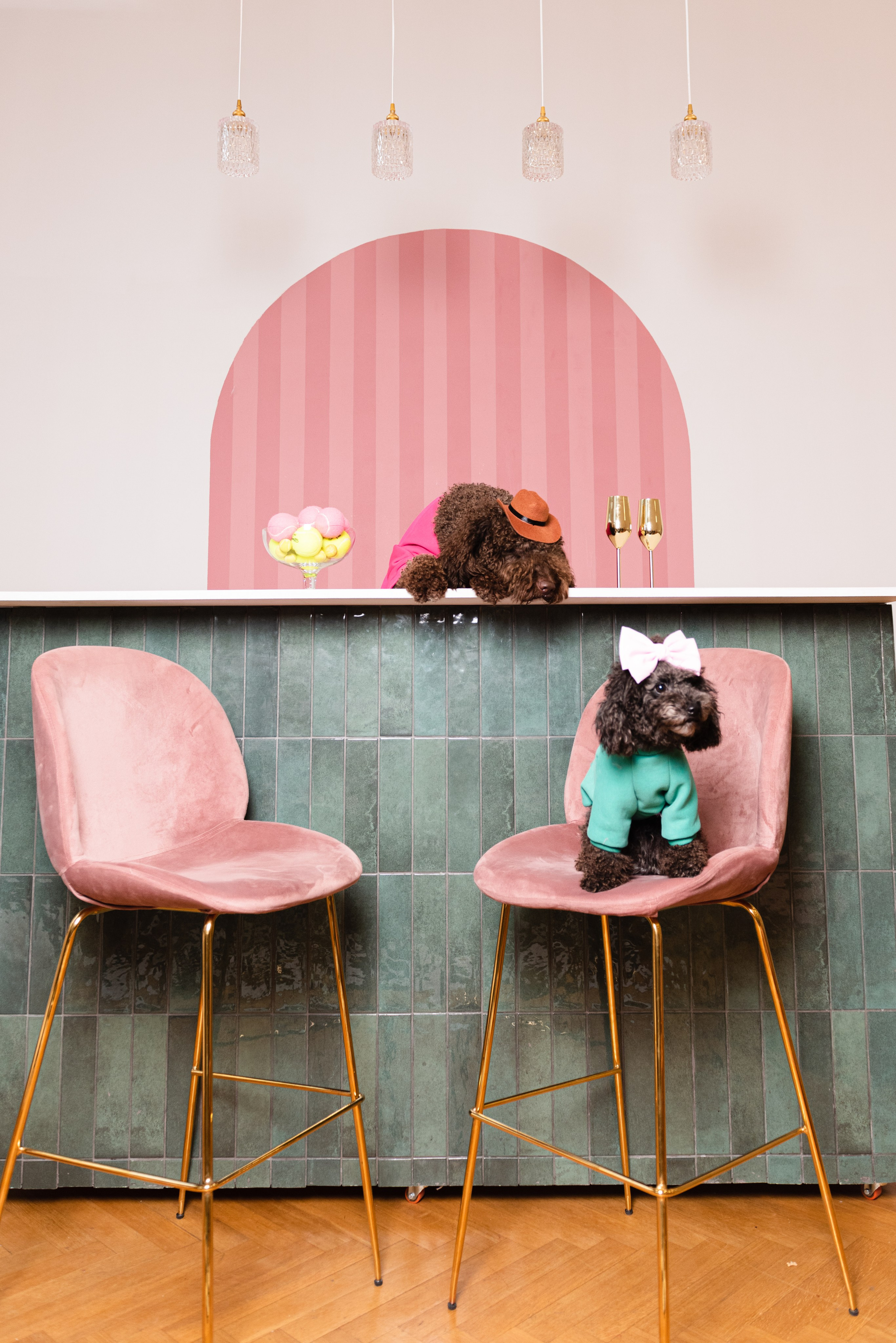 Pets. Фотограф в Москве Daria Lens