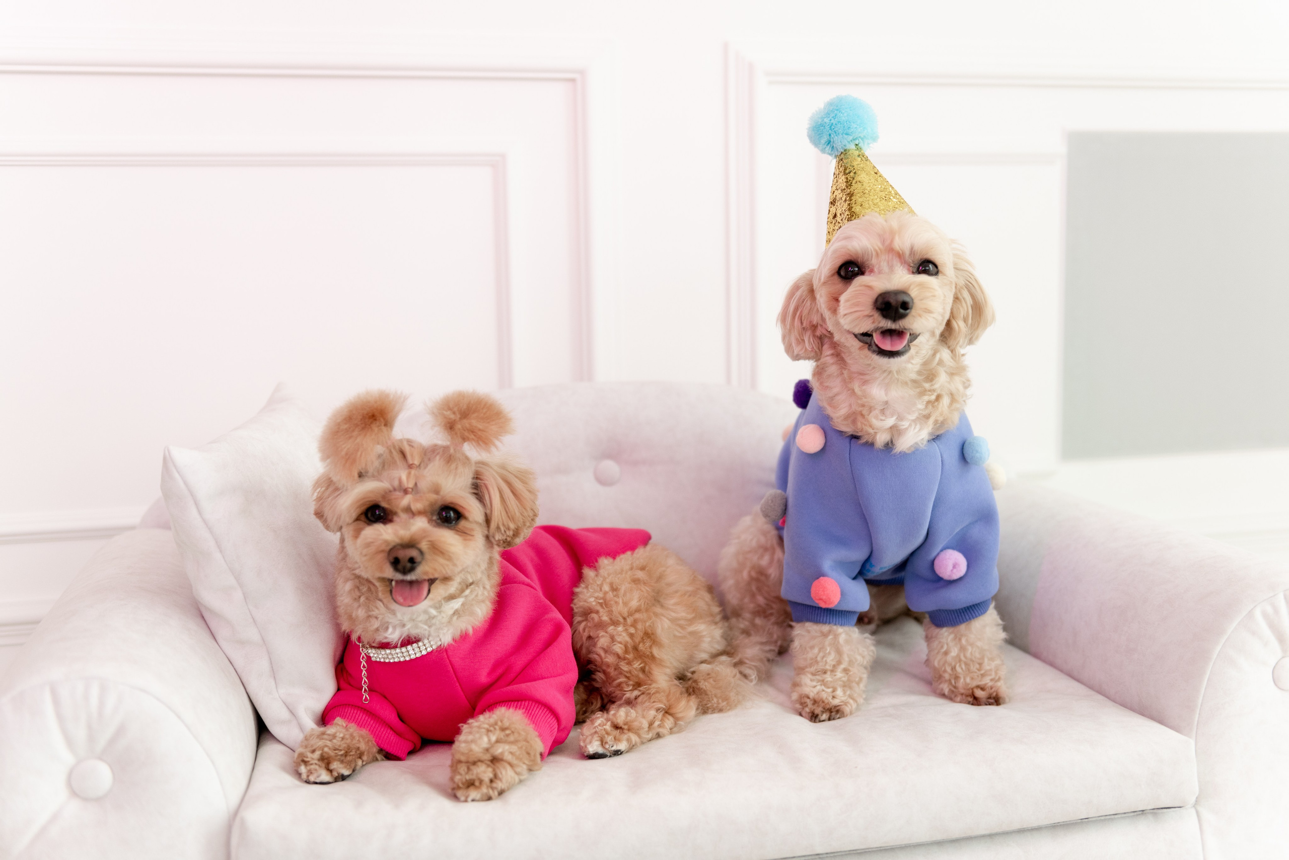 Pets. Фотограф в Москве Daria Lens