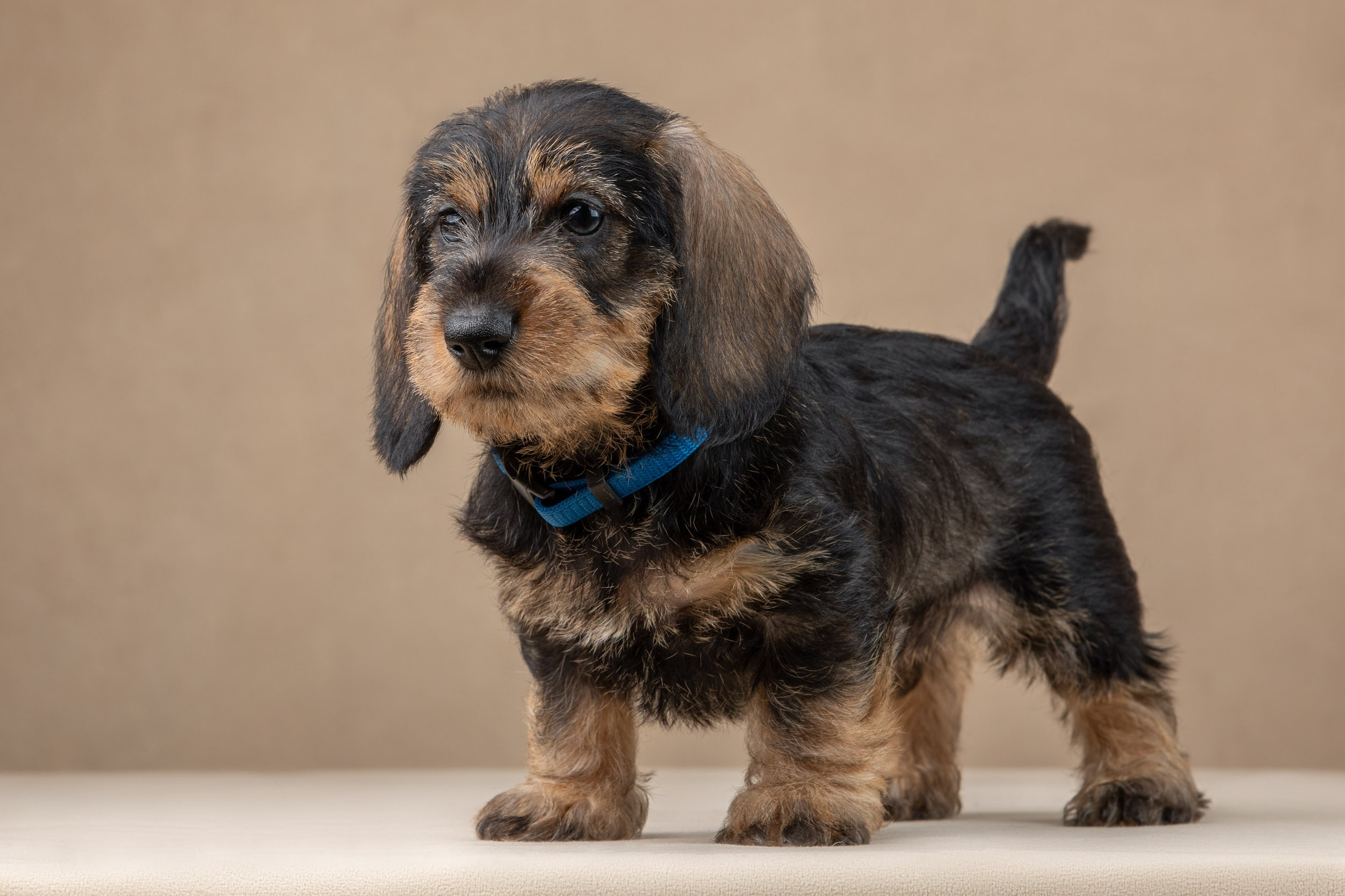 Съемка щенков жесткошерстной таксы на бежевом фоне в ящике. Фотограф-анималист в Москве и Московской области Татьяна Фролова