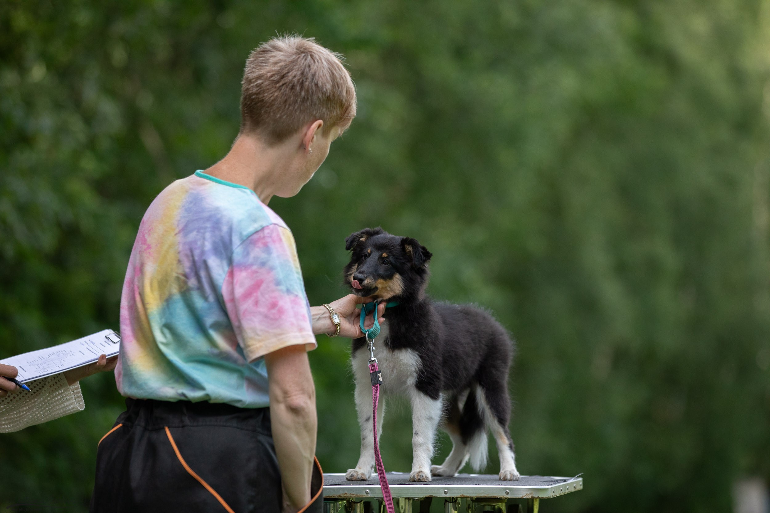 Репортаж с выводки молодняка колли/шелти в Ясенево. Фотограф-анималист в Москве и Московской области Татьяна Фролова
