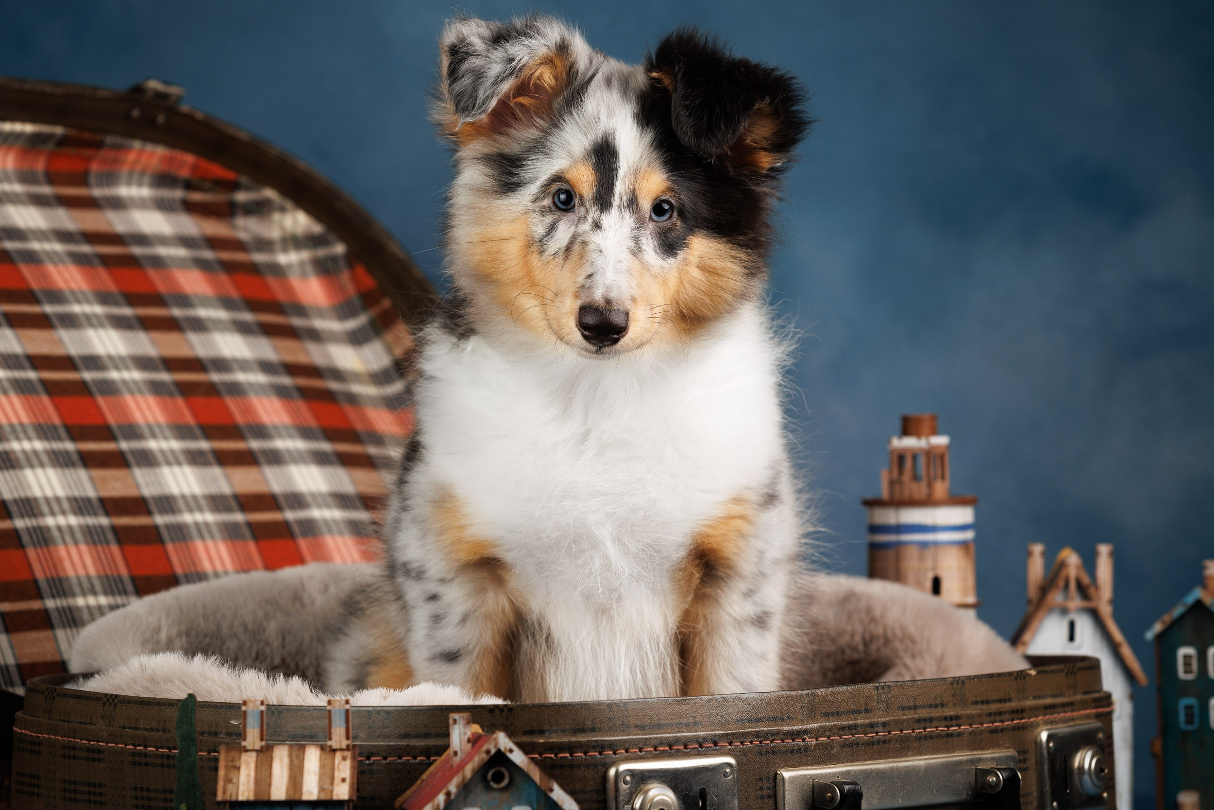 Шелтята Пушкино. Фотограф-анималист в Москве и Московской области Татьяна Фролова