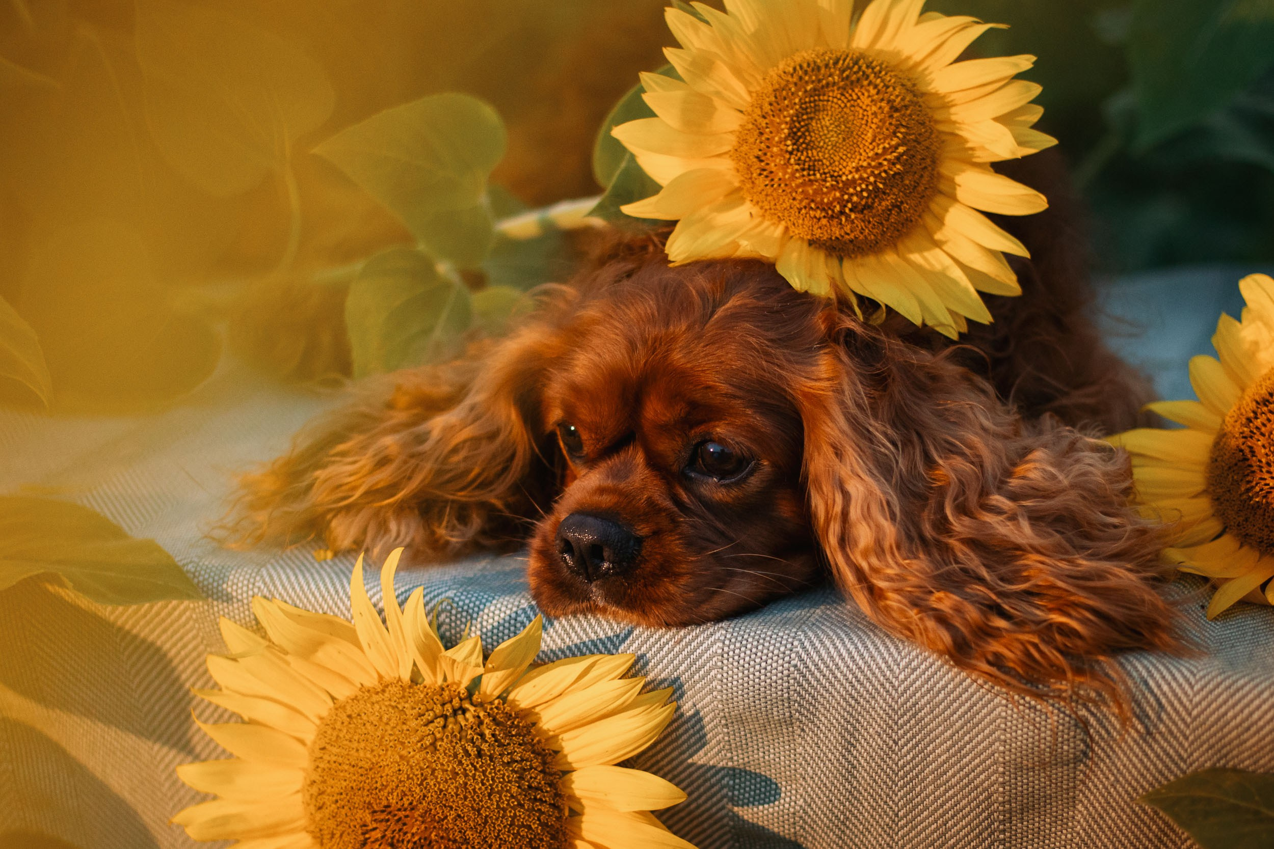 Фотосъёмка в поле подсолнухов на закате. Фотограф-анималист в Москве и Московской области Татьяна Фролова
