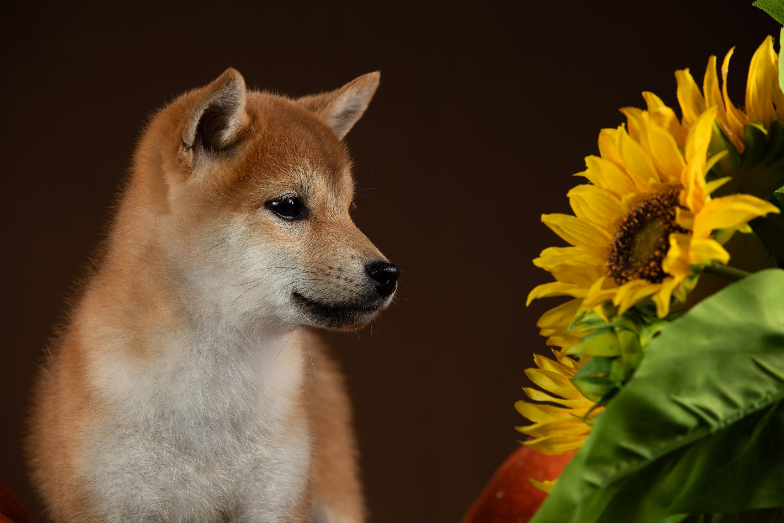 Съемка щенков на продажу с искусственным светом. Фотограф-анималист в Москве и Московской области Татьяна Фролова