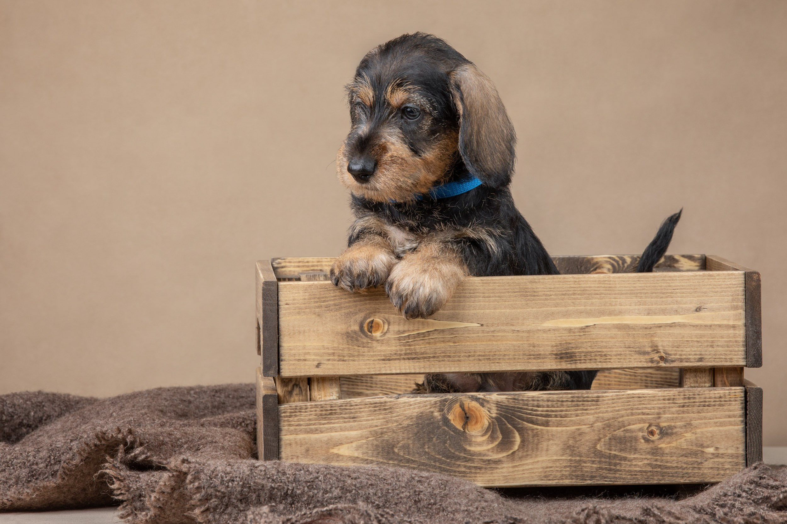 Съемка щенков жесткошерстной таксы на бежевом фоне в ящике. Фотограф-анималист в Москве и Московской области Татьяна Фролова