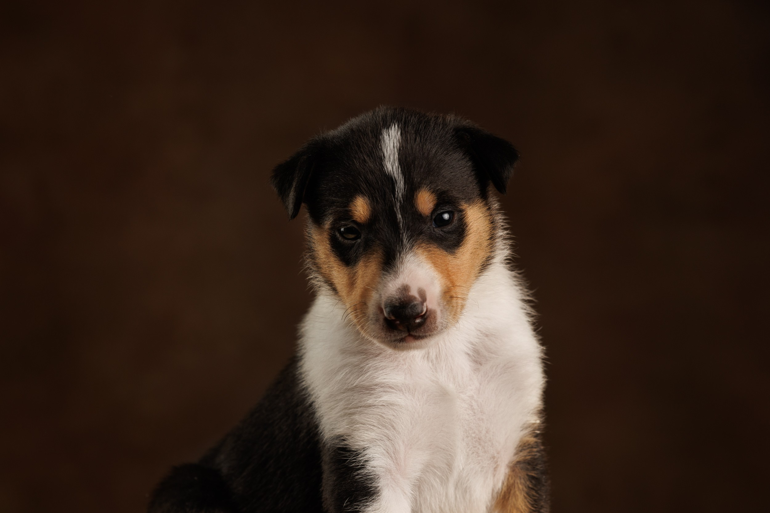 Триколор на коричневом. Фотограф-анималист в Москве и Московской области Татьяна Фролова