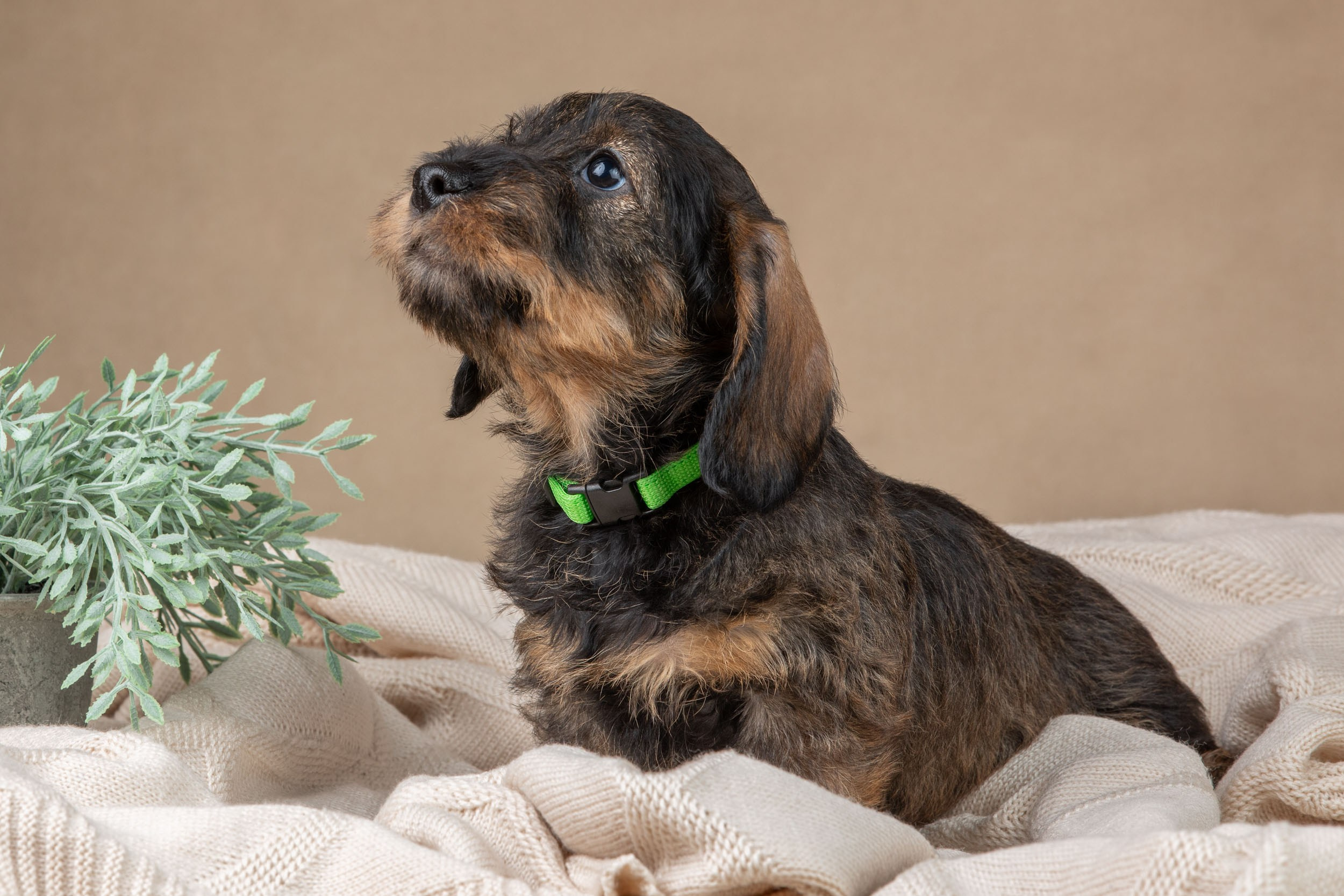 Съемка щенков жесткошерстной таксы на бежевом фоне в ящике. Фотограф-анималист в Москве и Московской области Татьяна Фролова