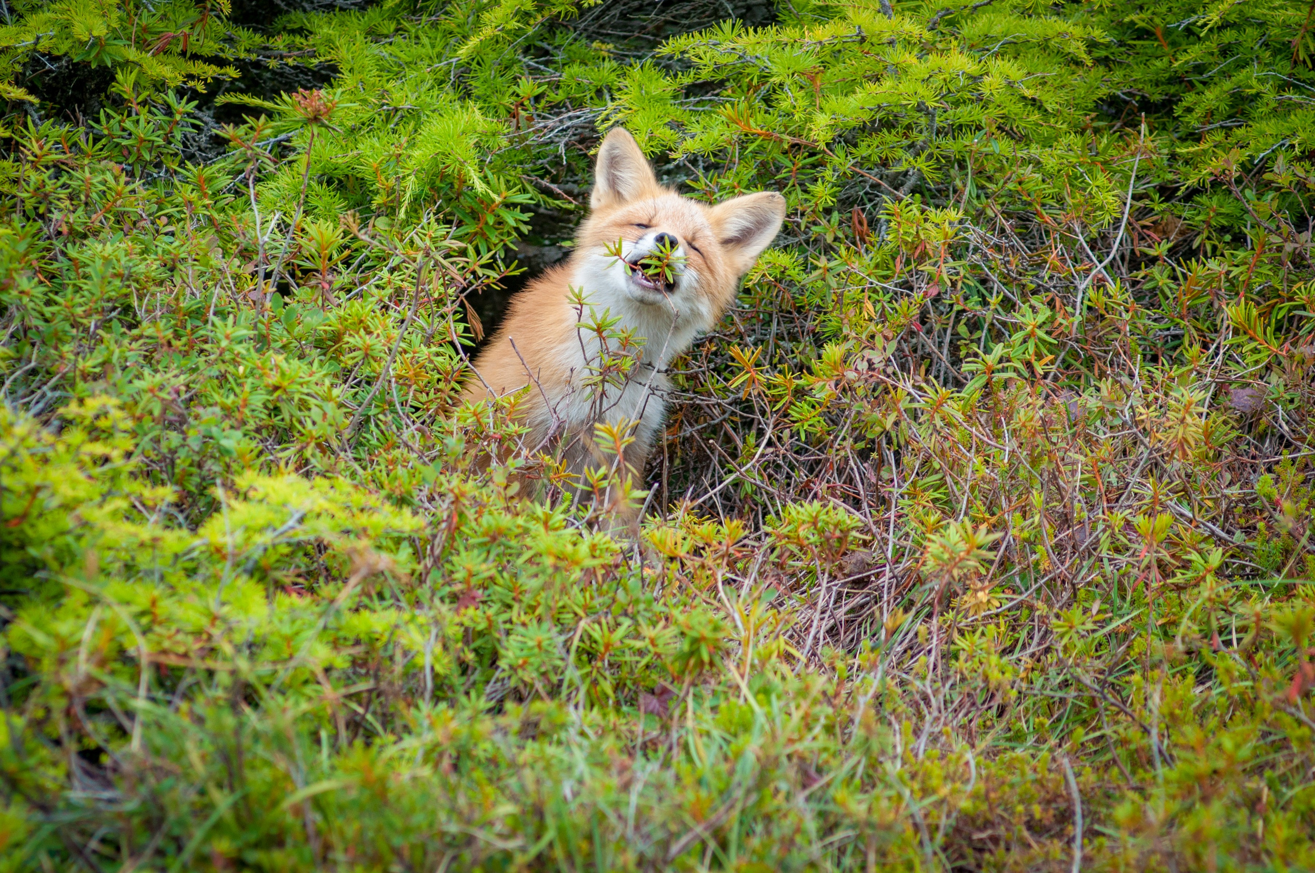 Природа. Фотограф Шариков Илья