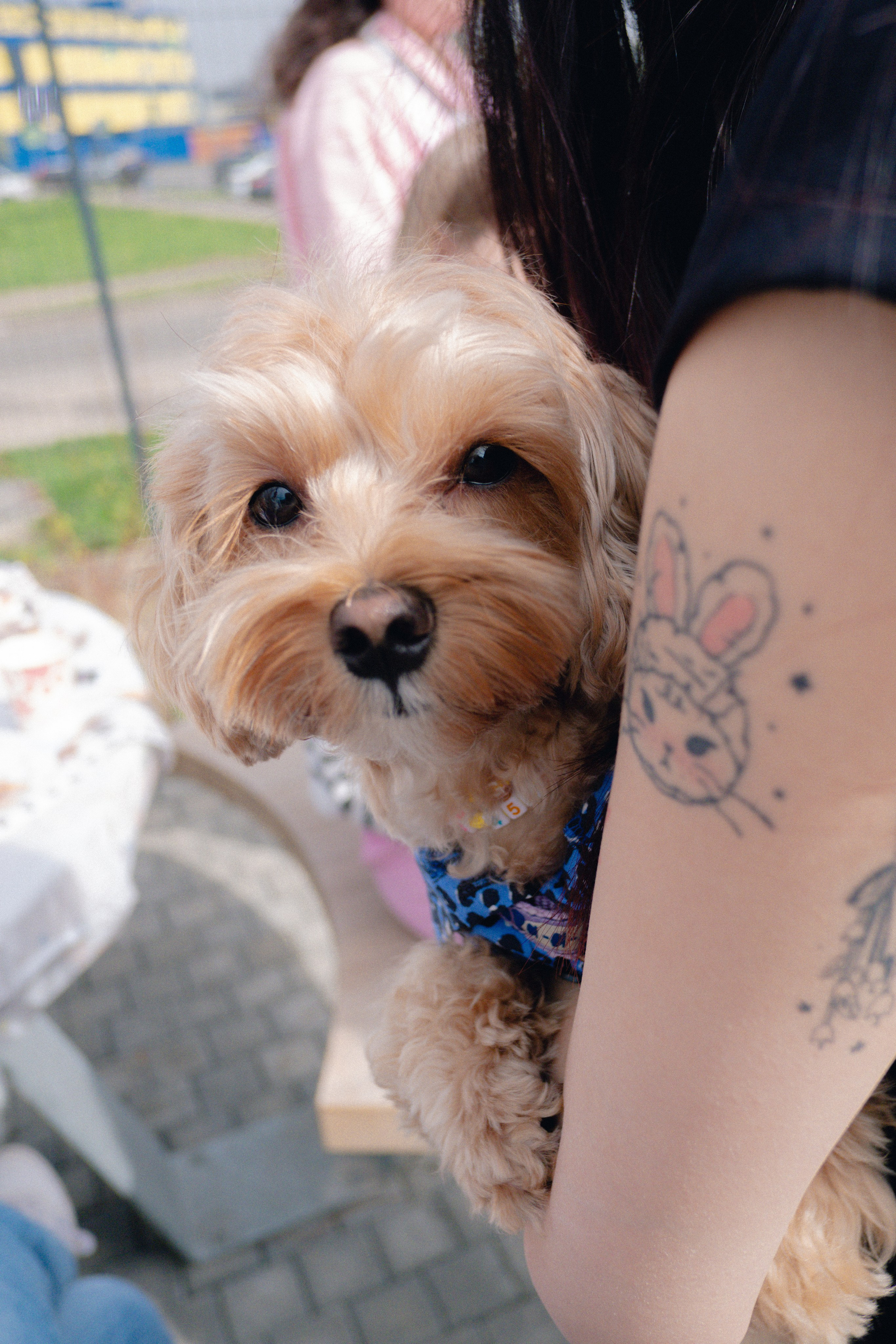 Pets. Фотограф в Москве Daria Lens