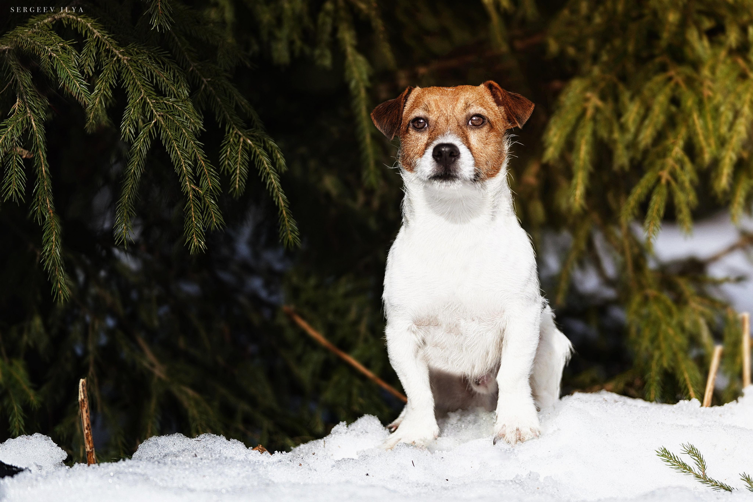 Портретная съемка. Репортажный фотограф в Москве Сергеев Илья