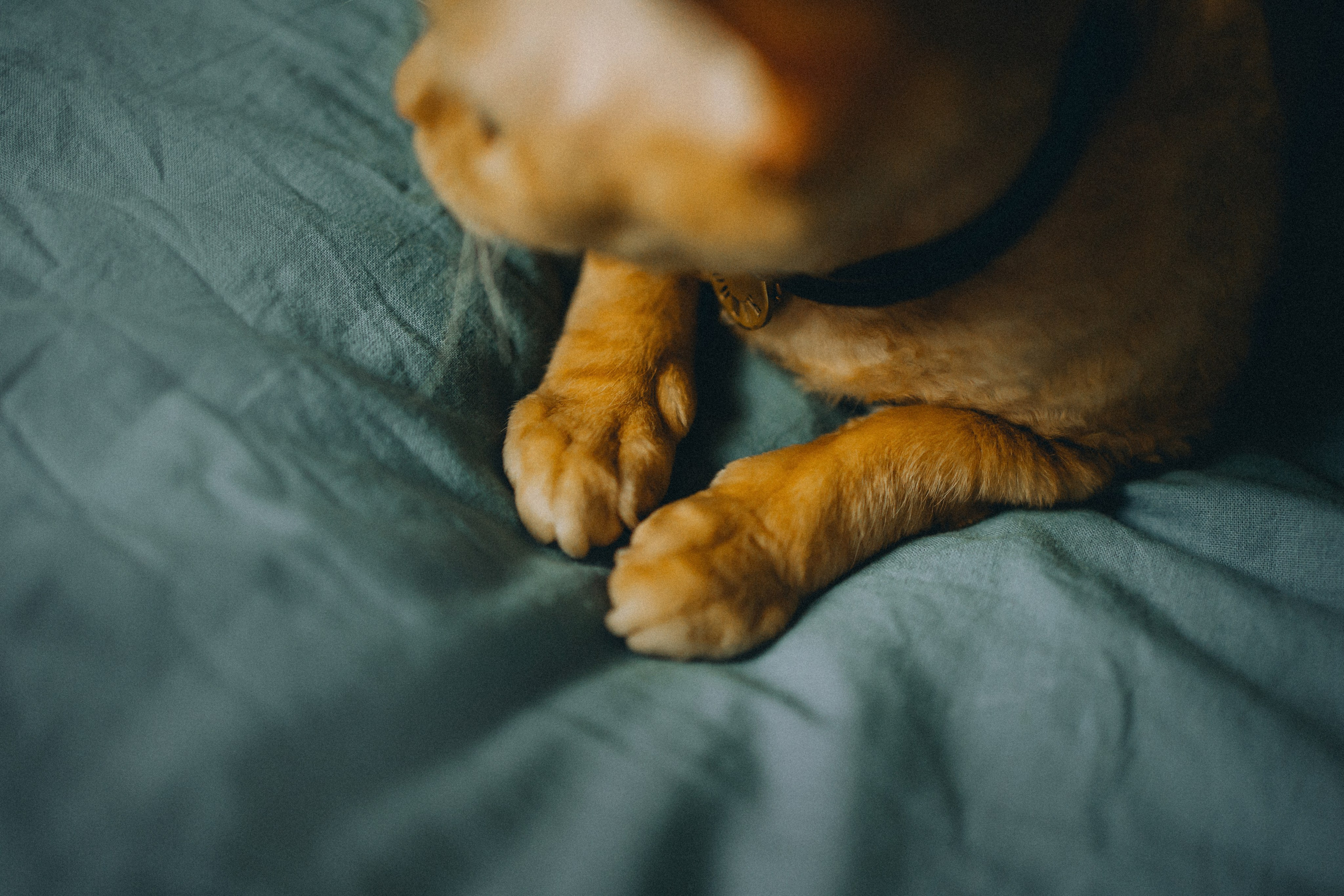 Гречка, Ковш и их семья