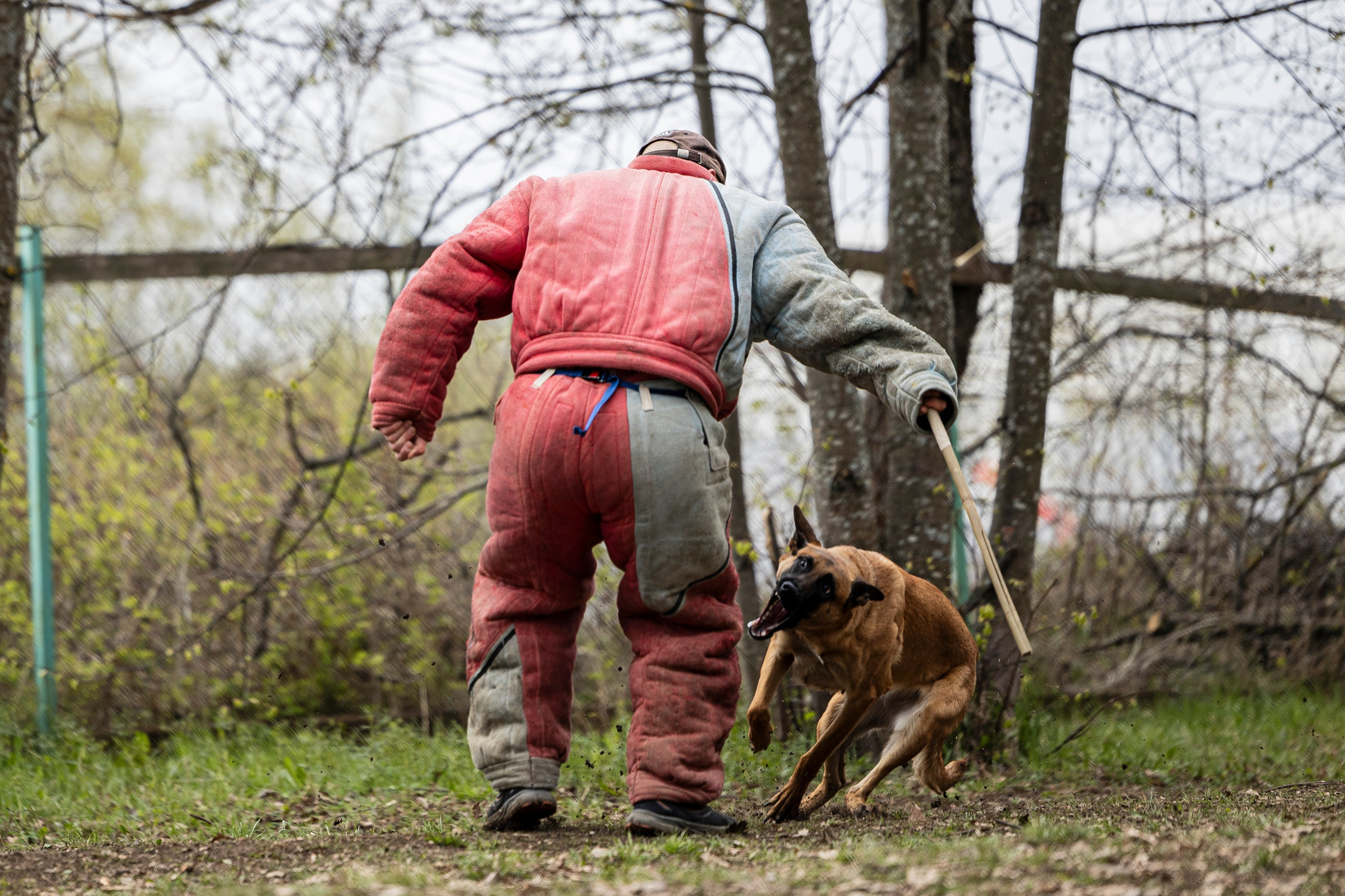 Квалификационные состязания по мондьорингу г. Вологда 11.05.24. Фотограф-анималист Анна Маринич