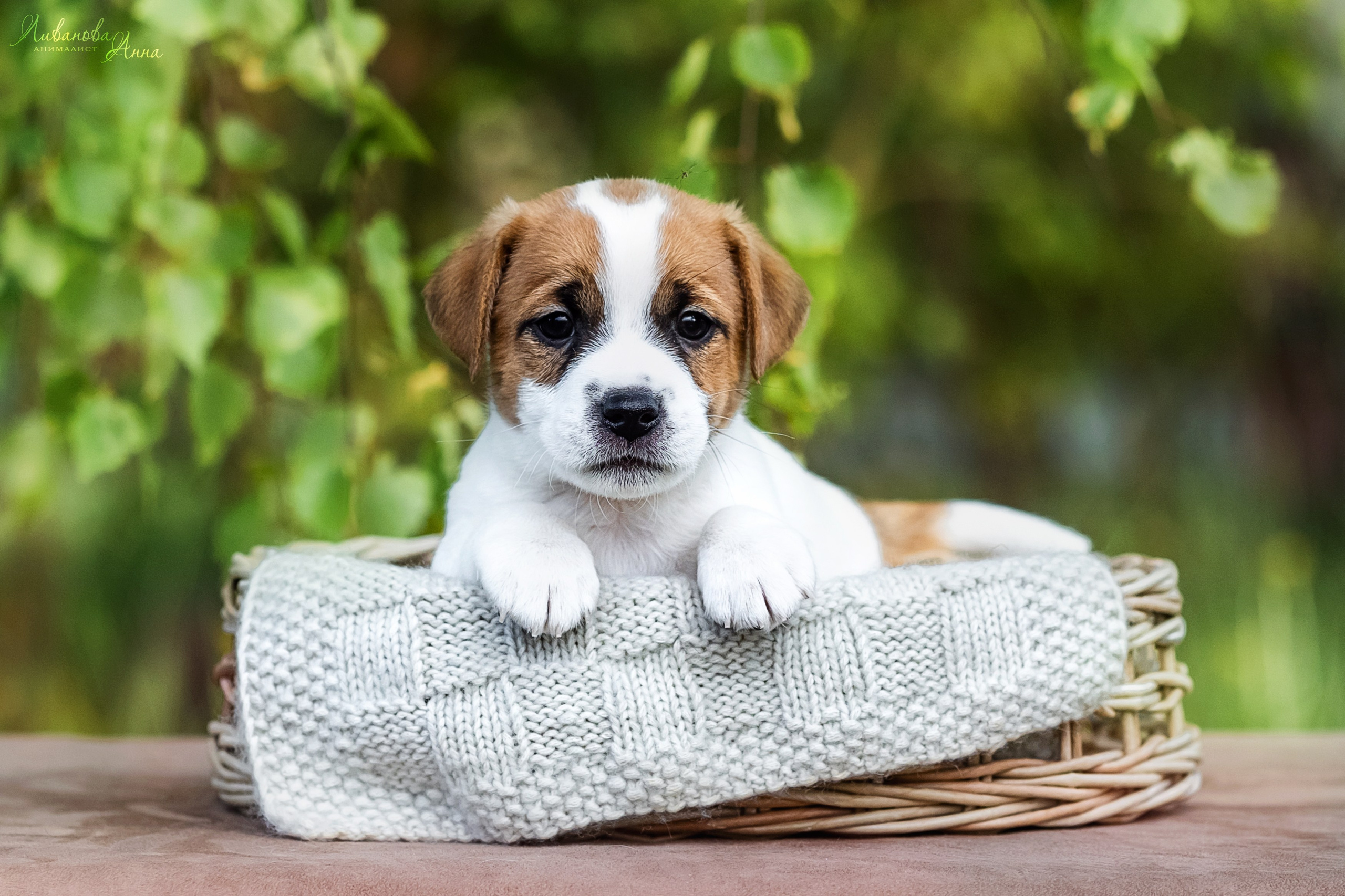 Джеки. Фотограф анималист Аня Ливанова | Рыбинск