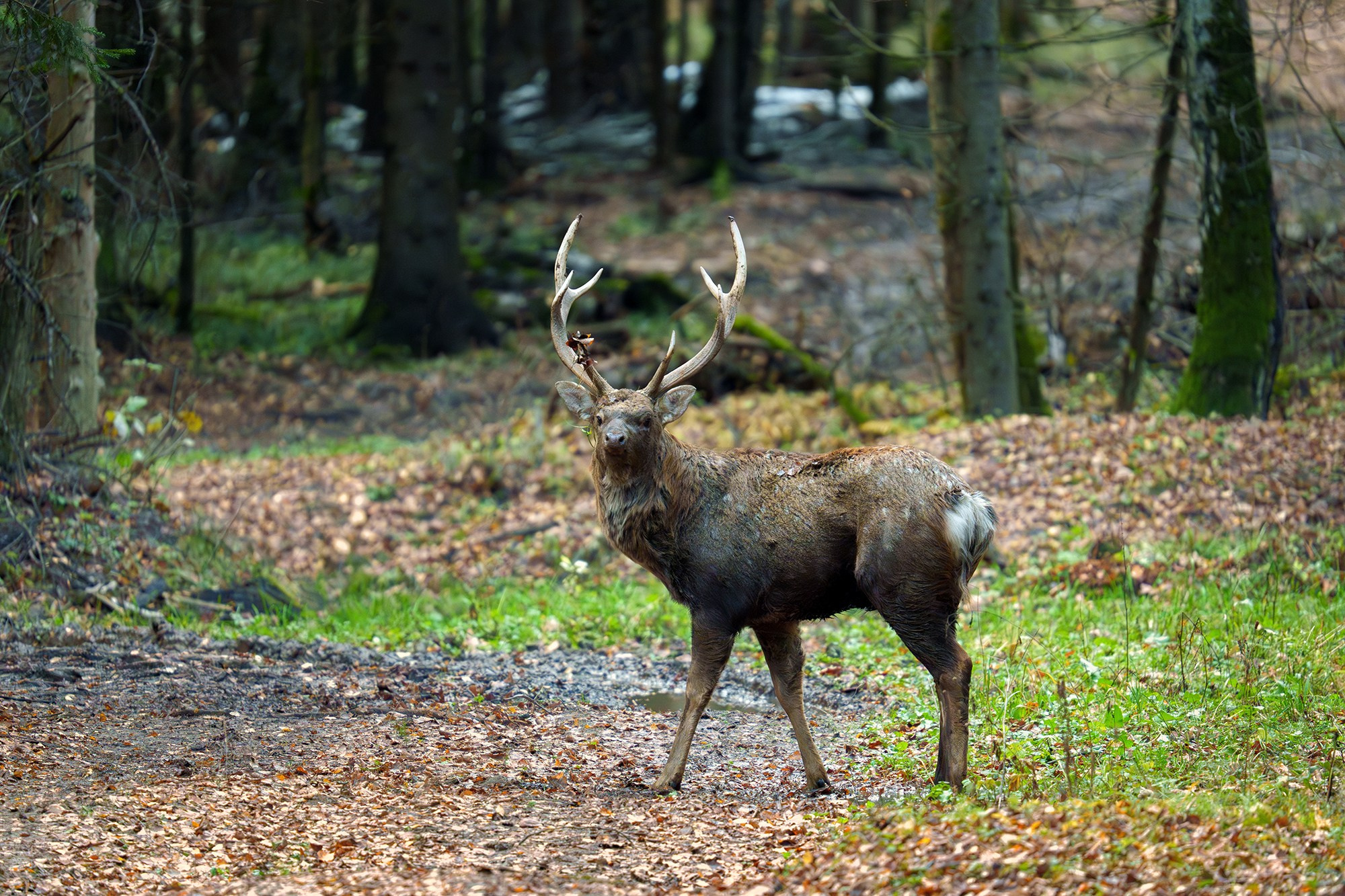 Животные. Ваш личный фотограф Марина Волкова