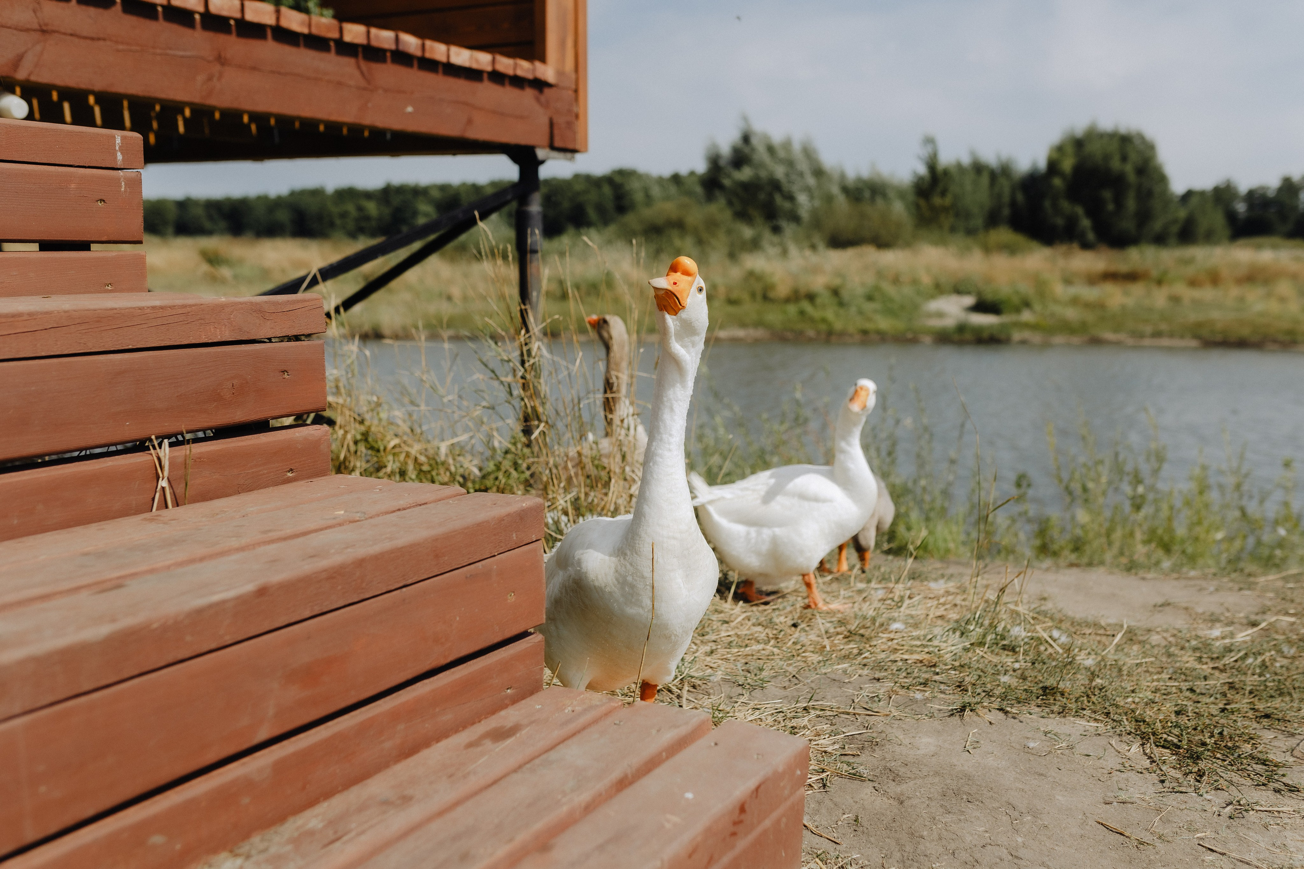 Лера и Андрей. Алена Бадамшина — свадебный фотограф Воронеж / Москва