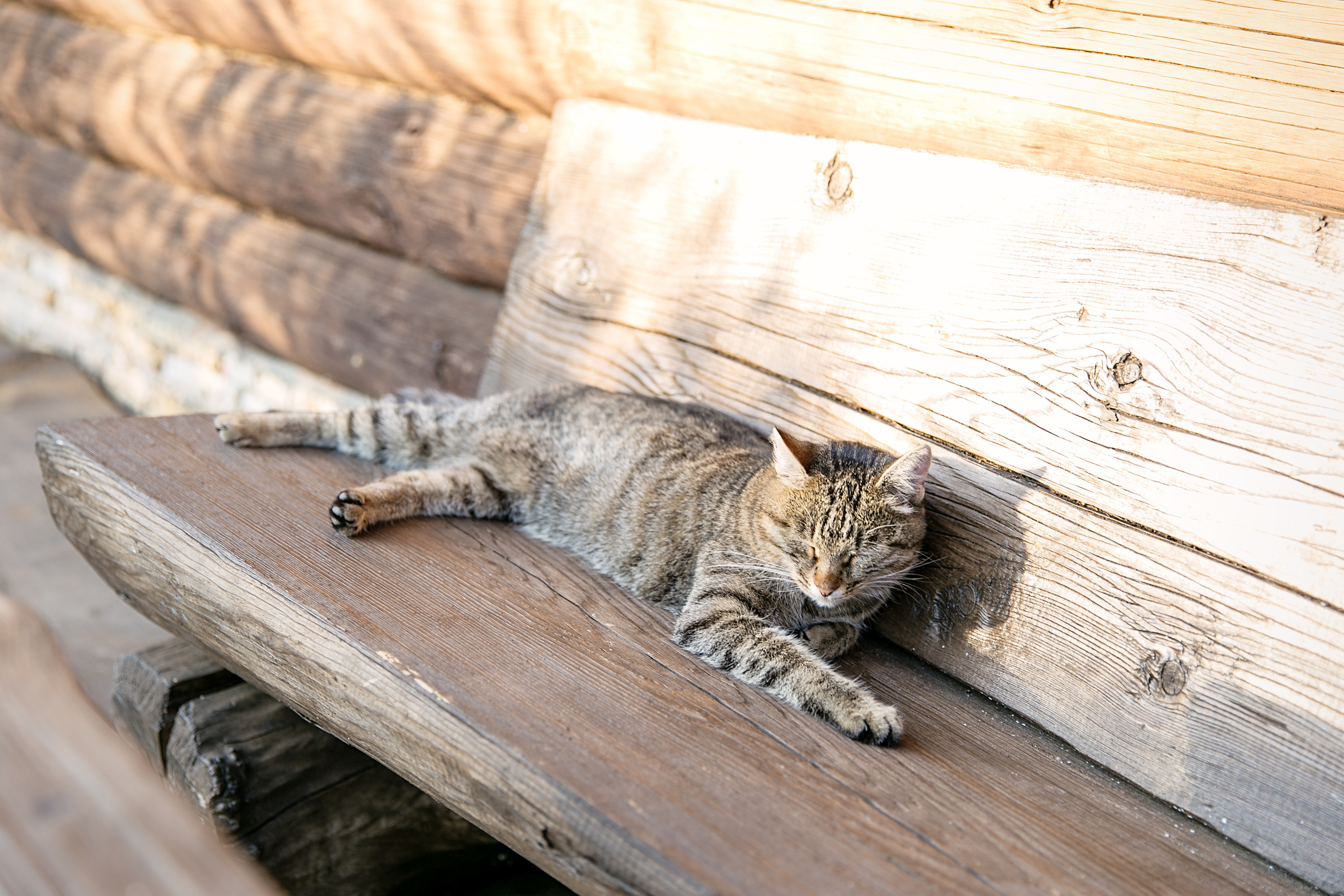 Екатерина и Александр. Свадебный и семейный фотограф в Калуге Александра Борис