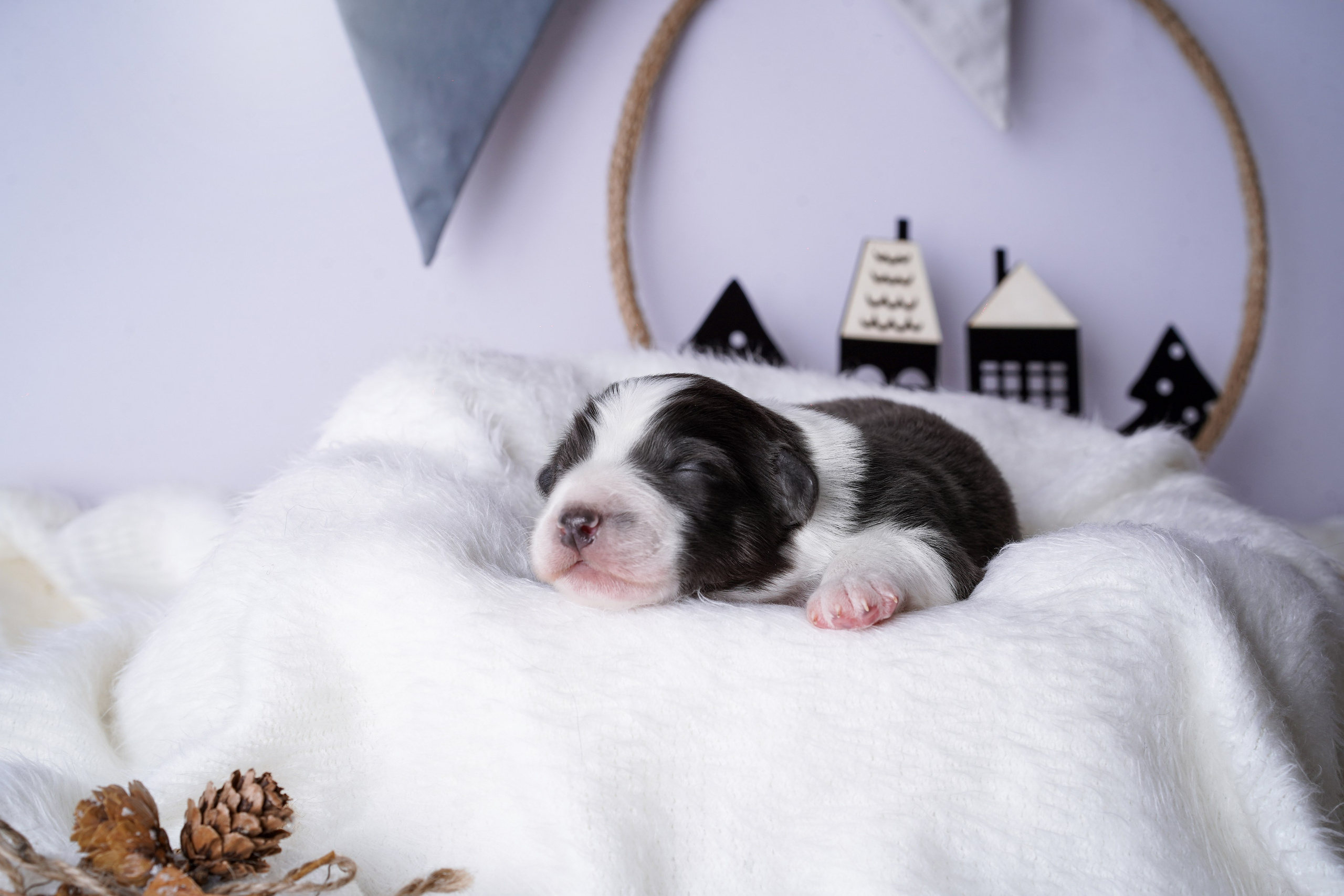 Щенки австралийской овчарки. Фотограф-анималист в Санкт-Петербурге Яна Мартынова