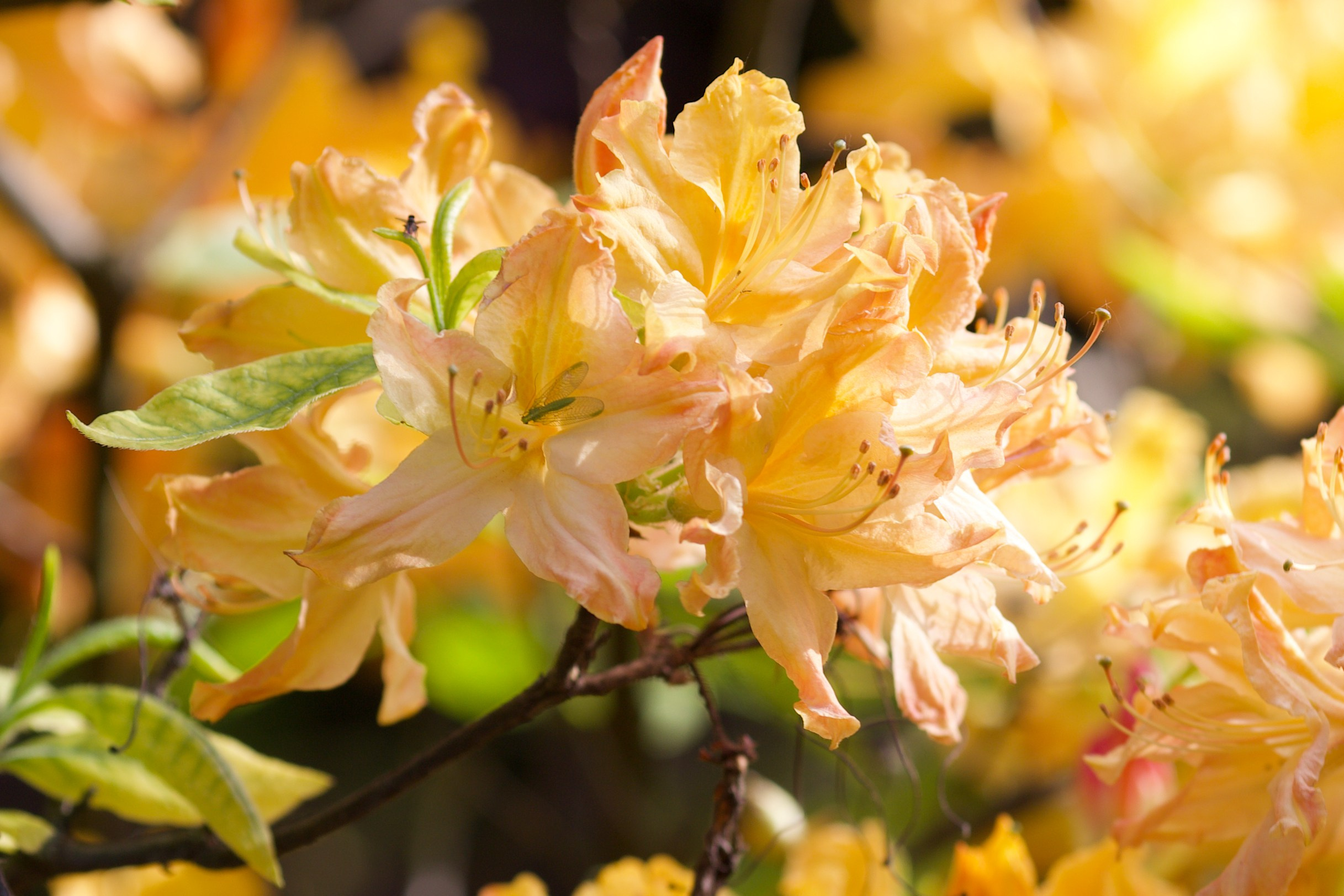 Чудесная природа. Школьные выпускные альбомы в Москве Марина Николаева