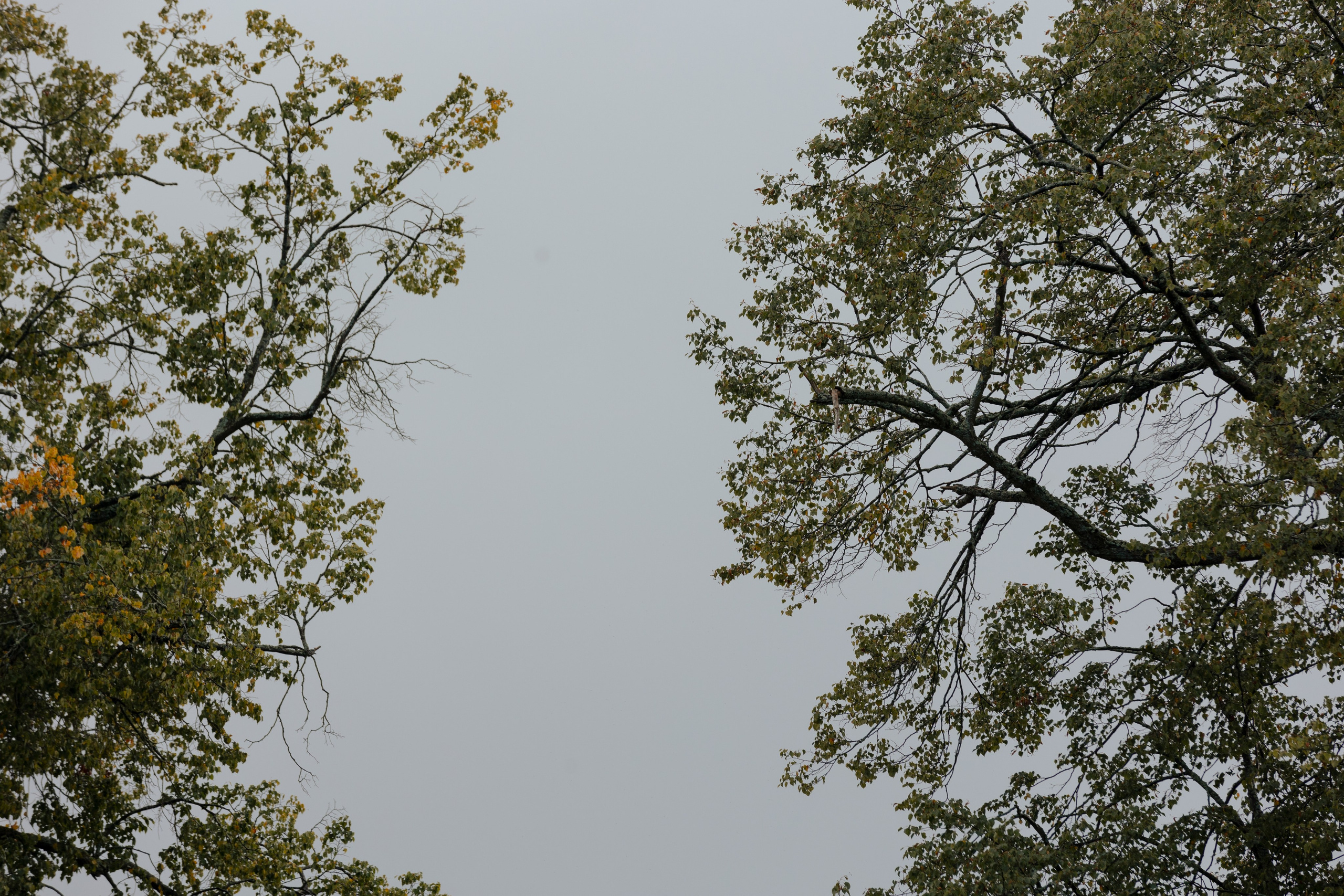 Артем и Анастасия: свадьба с танцами в замке. @dariazphoto свадебный фотограф