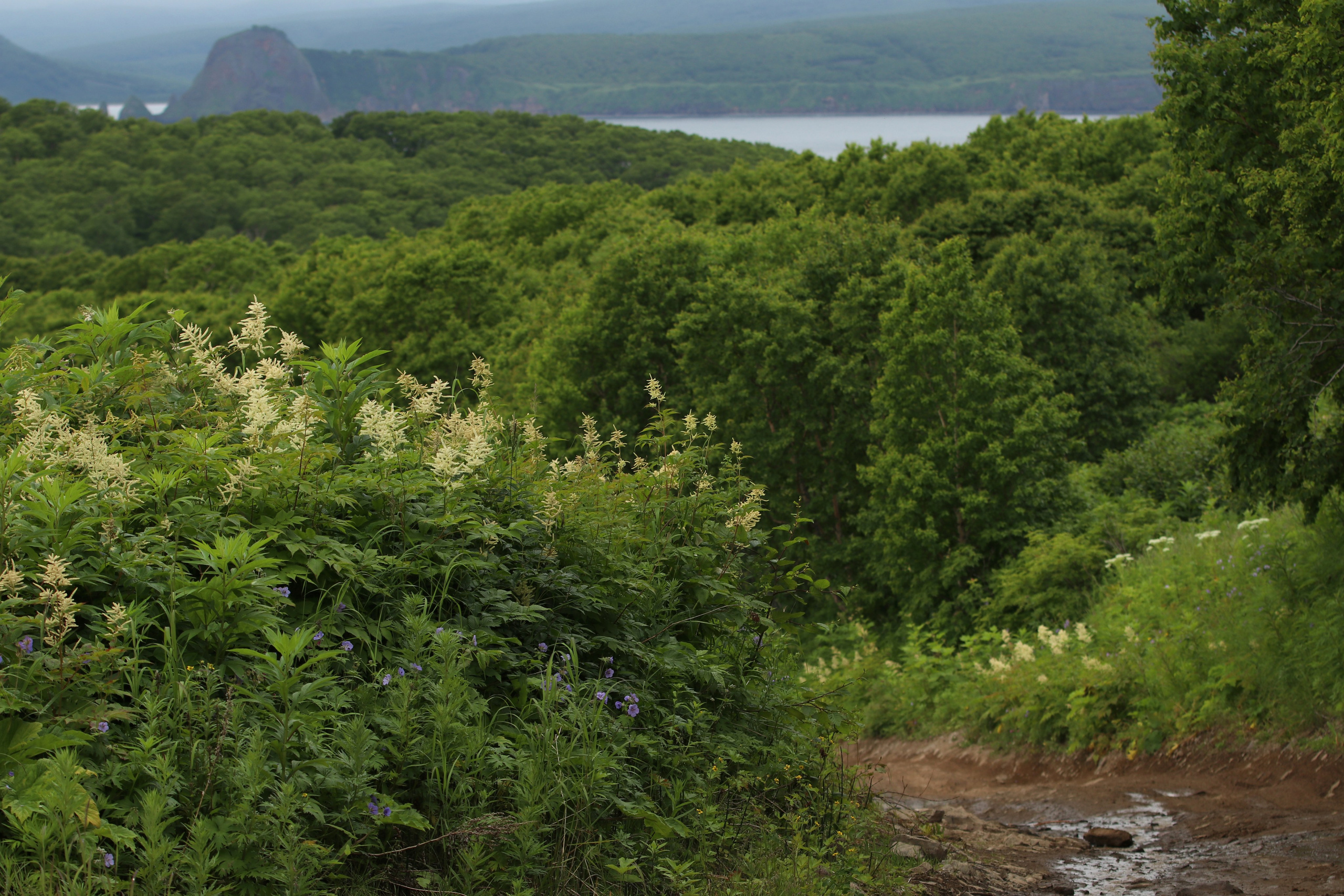 Камчатка и о. Парамушир. Июль 2024. Путешественник-фотограф из Санкт-Петербурга Татьяна Свистулина