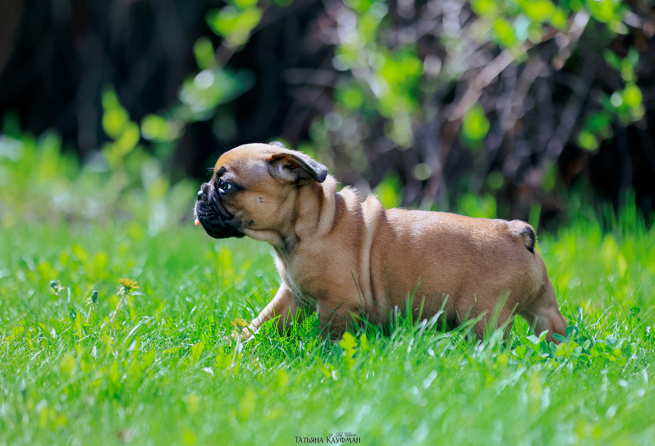 Французский бульдог, фотография французского бульдога, щенки бульдога, щенки французского бульдога, красивая собака, фотограф анималист, фотокурс Анималистика, научиться фотографировать собак, фотограф Новосибирск