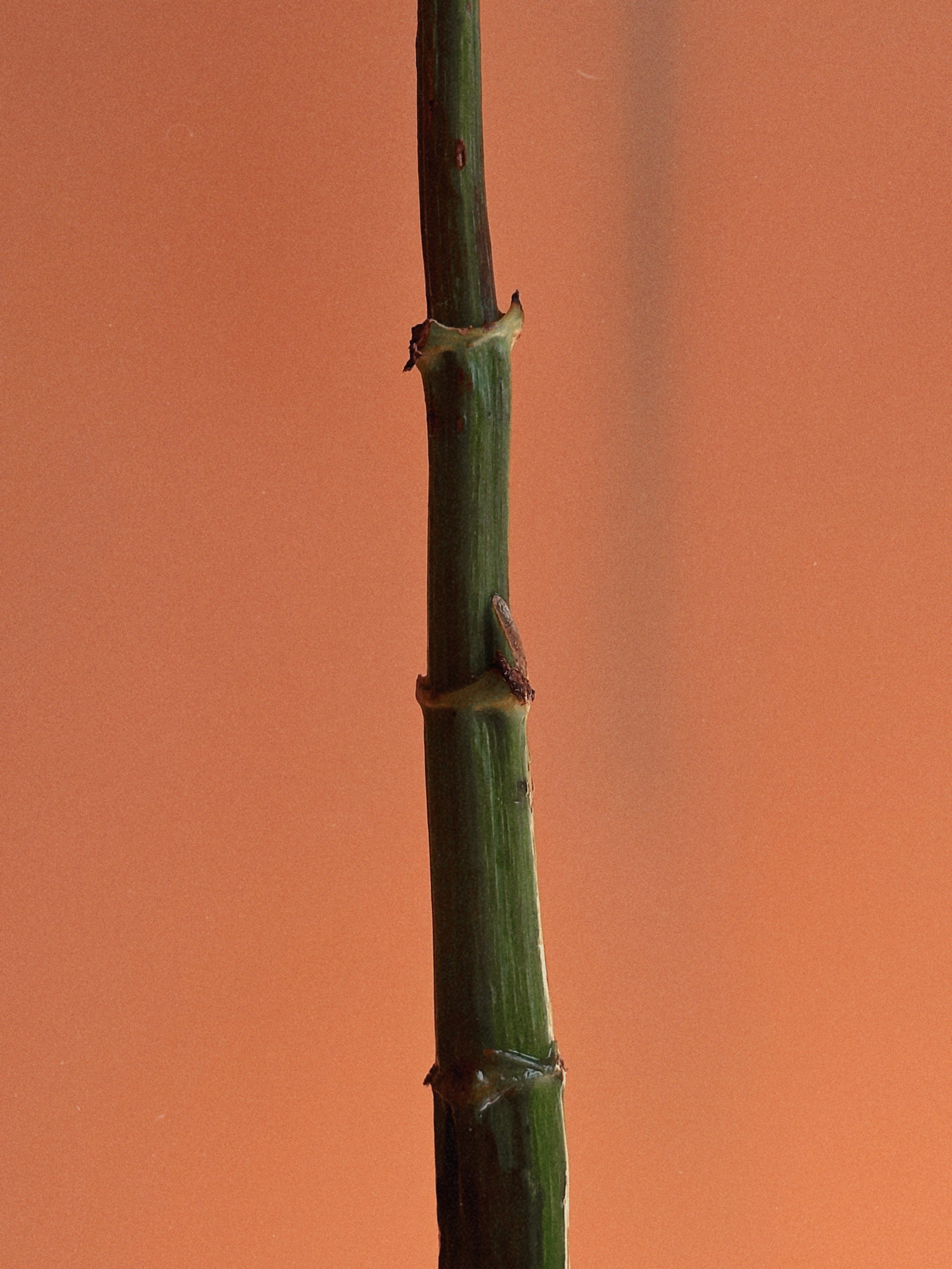 Предметная съёмка. Чувственный мобильный фотограф в Казани и Сочи Дьяченко Дарья