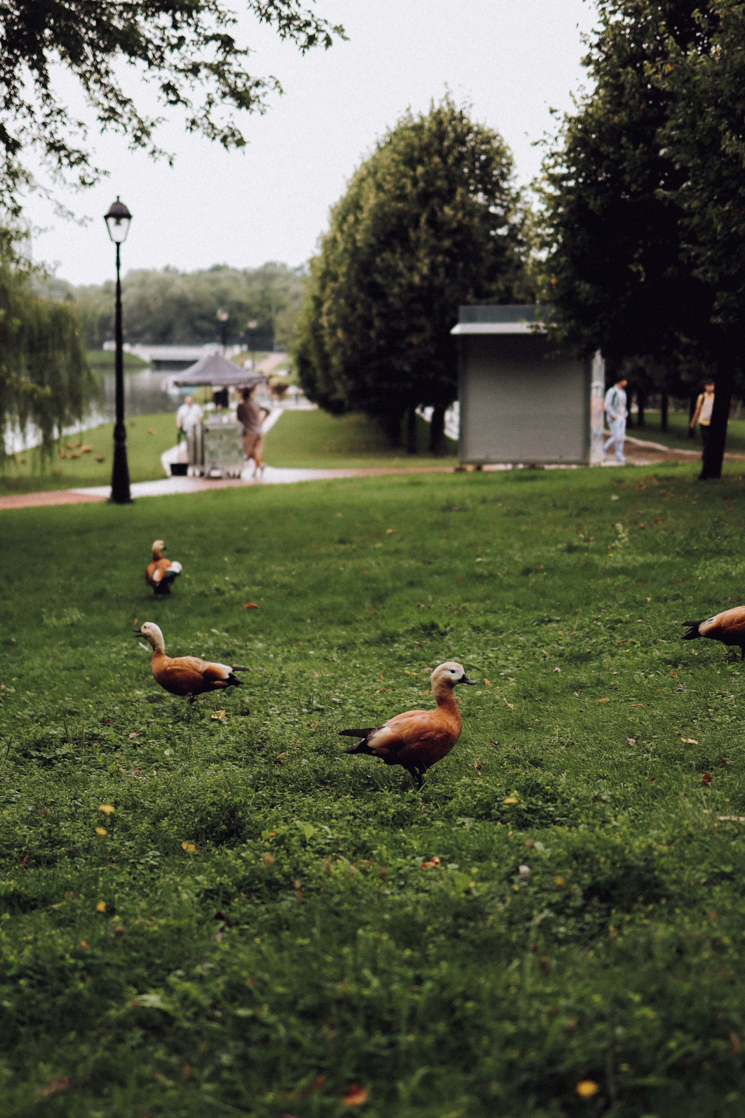 Свадьбы. Свадебный и портретный фотограф в Москве Даша Бондарева