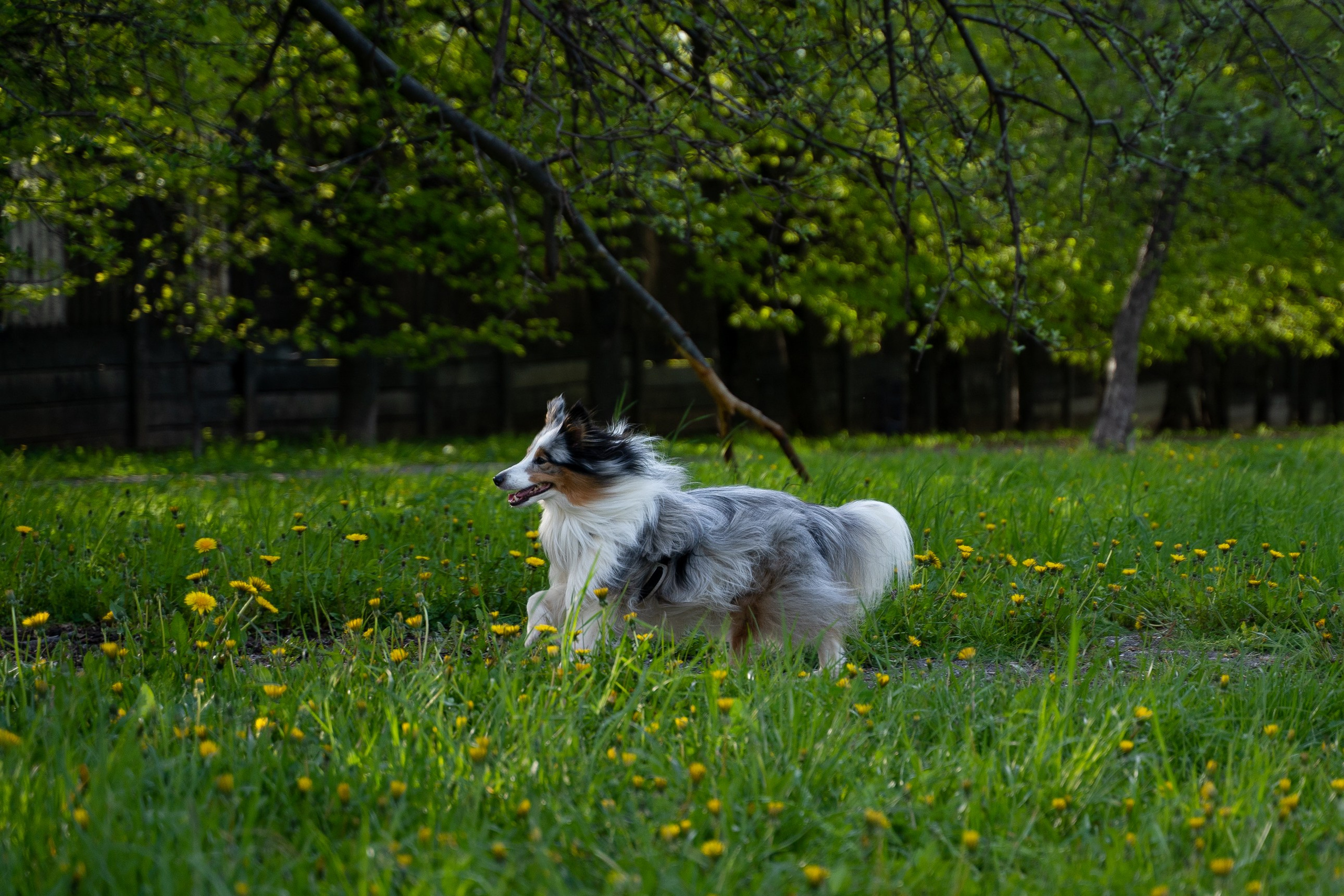 Прогулки. Фотограф-анималист, портретный фотограф в Чебоксарах Мария Садыкова
