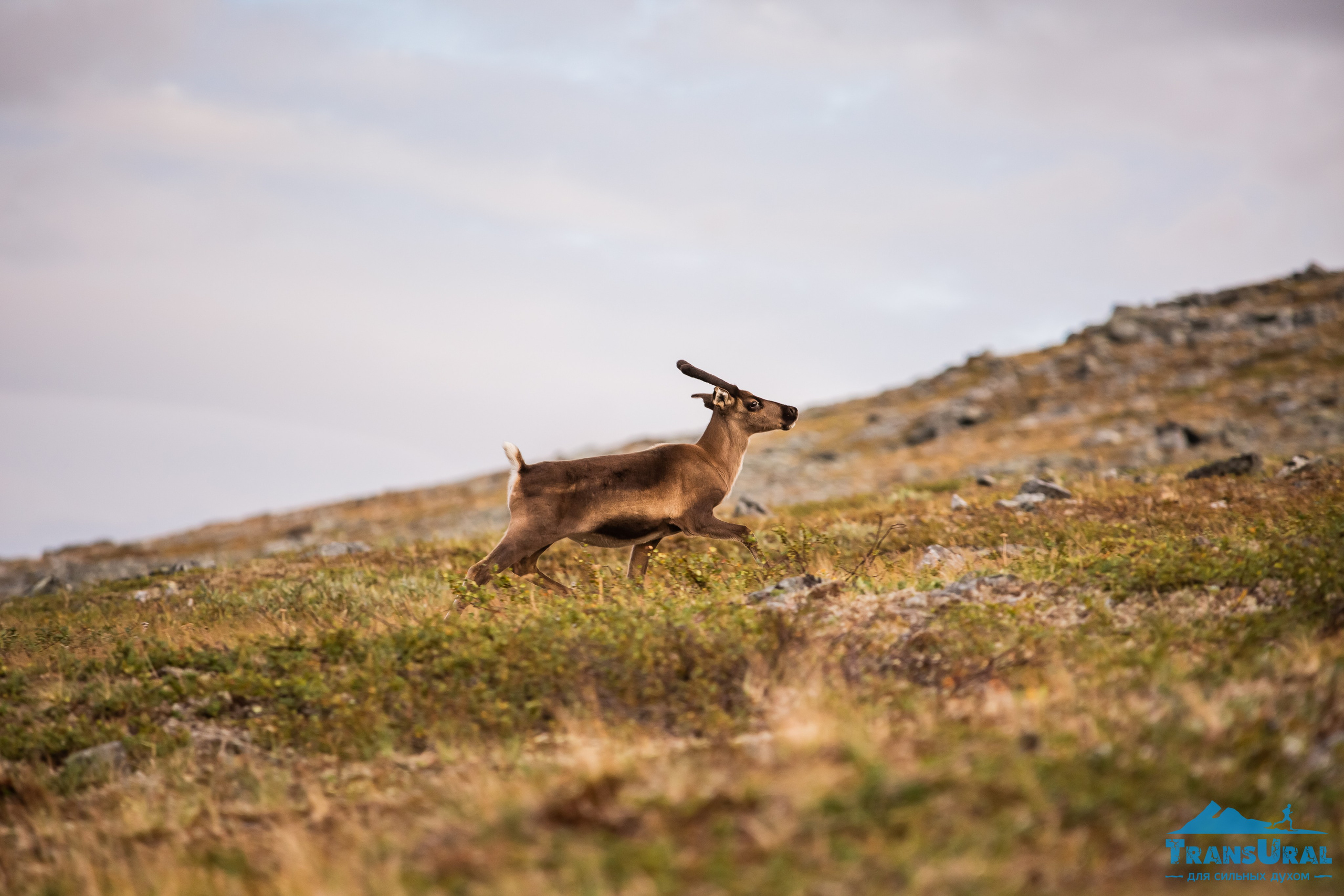 Полярный Урал. Авторские туры с профессиональным фотографом