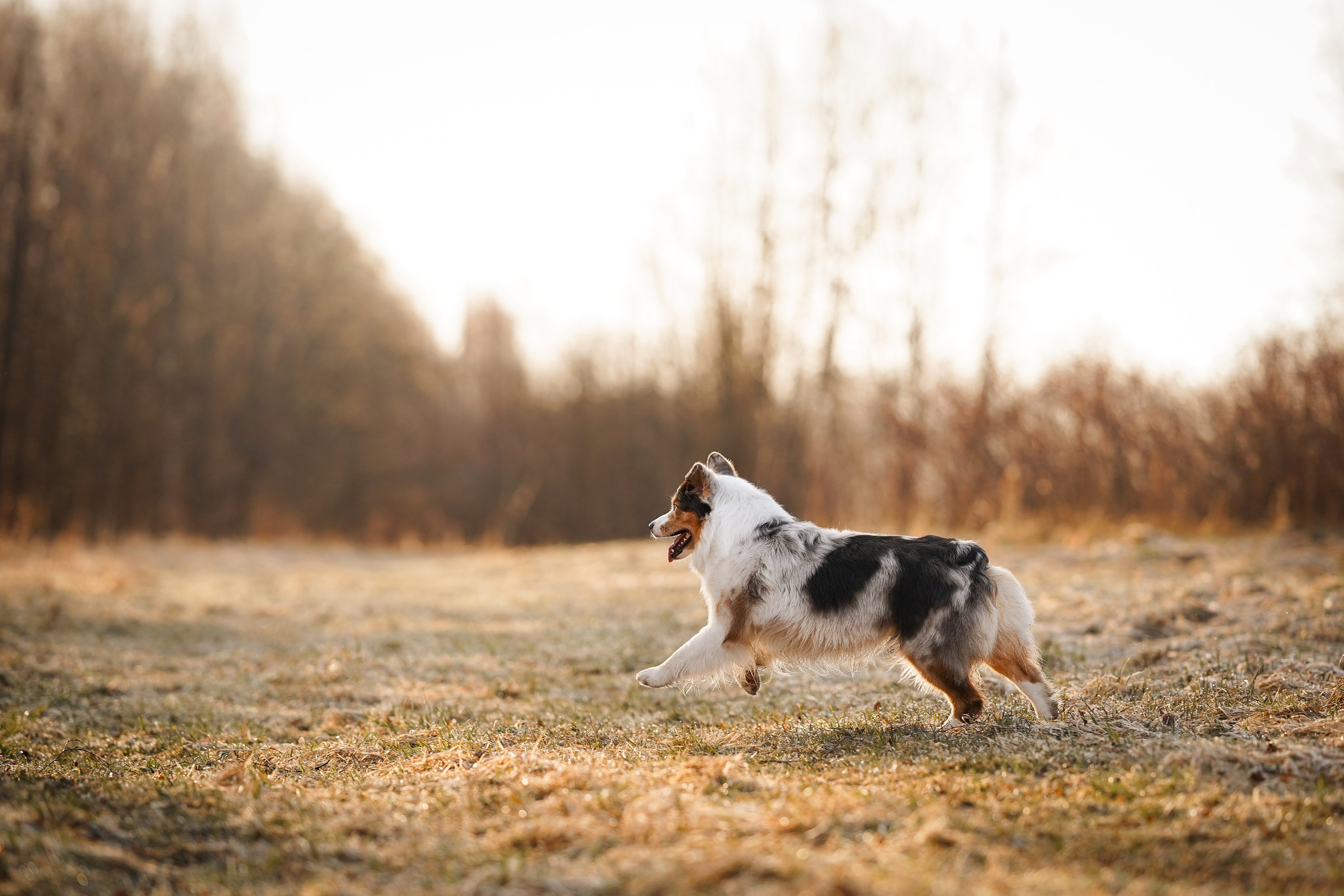 Кристина Рокки и Валькирия. Фотограф-анималист в Санкт-Петербурге Яна Мартынова
