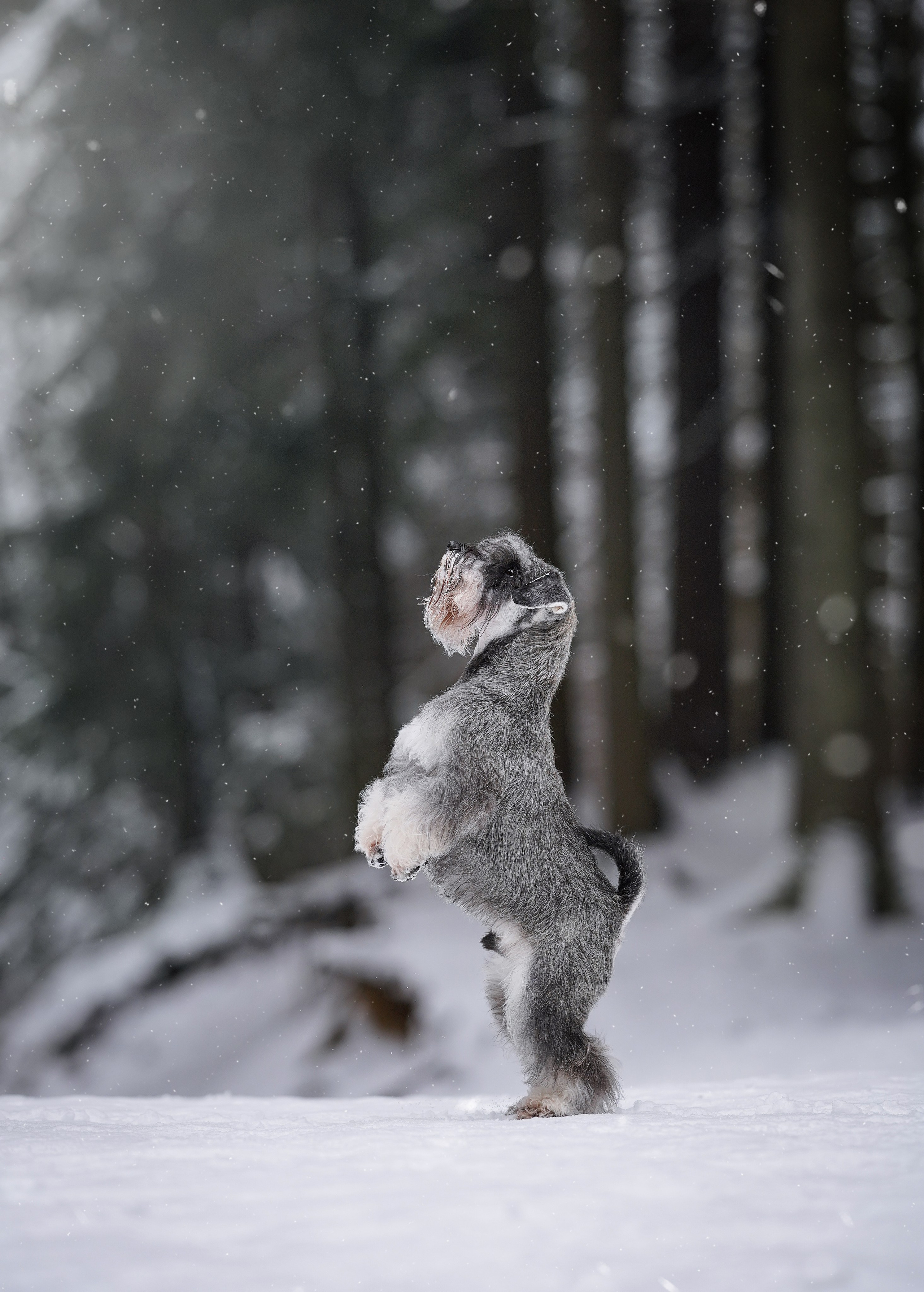 Бенчи и Арчи. Фотограф-анималист в Санкт-Петербурге Яна Мартынова