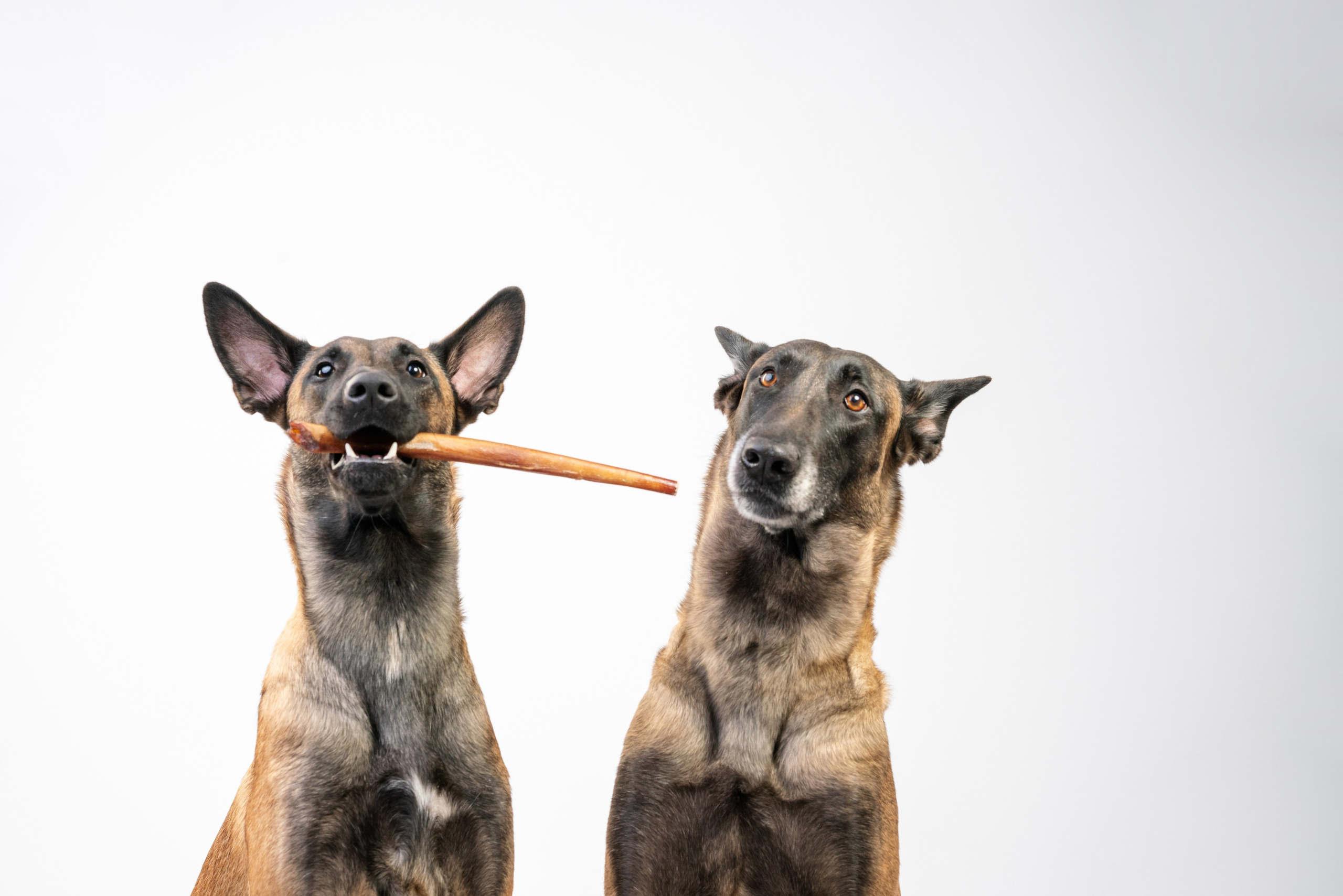 Лакомства Woofa. Фотограф анималист Осипчикова Мария