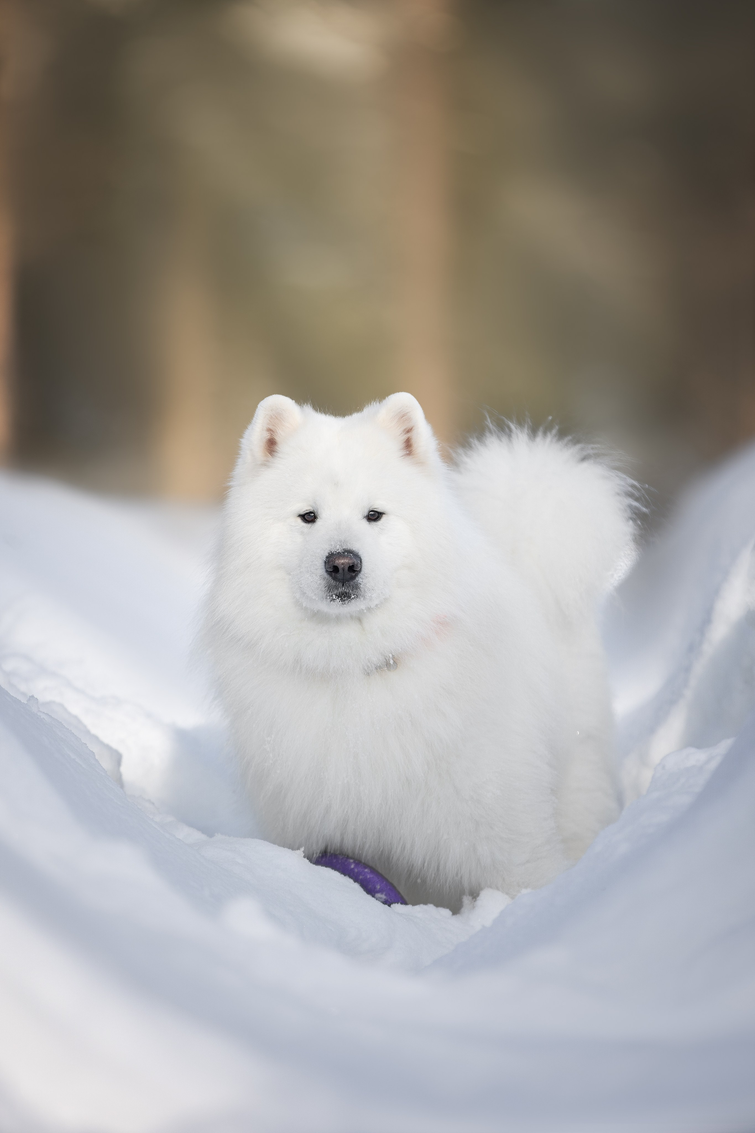 Дмитрий, Наталья и Панти. Фотограф анималист в Москве Майорова Евгения