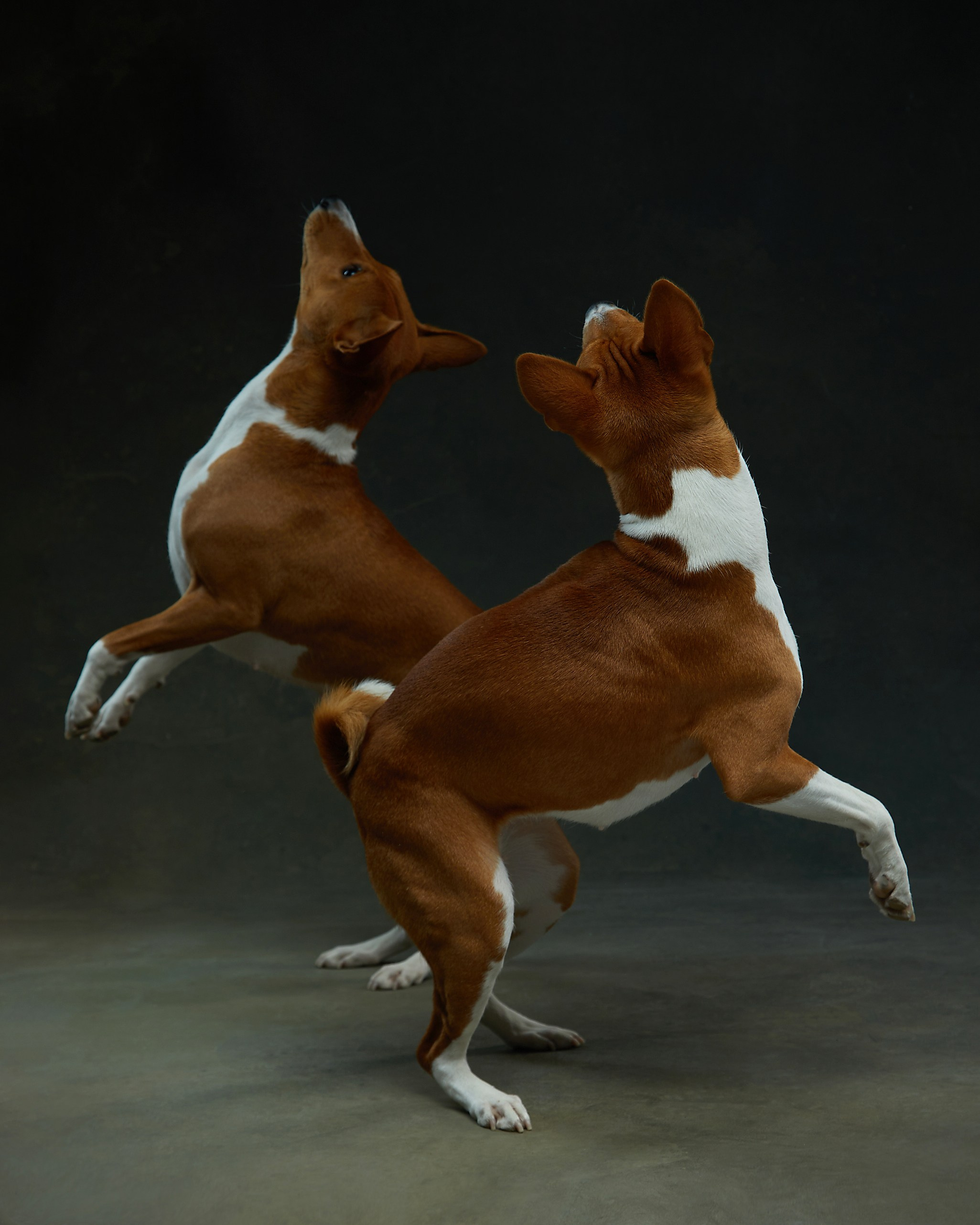 Pets Photography / Фотограф Собак