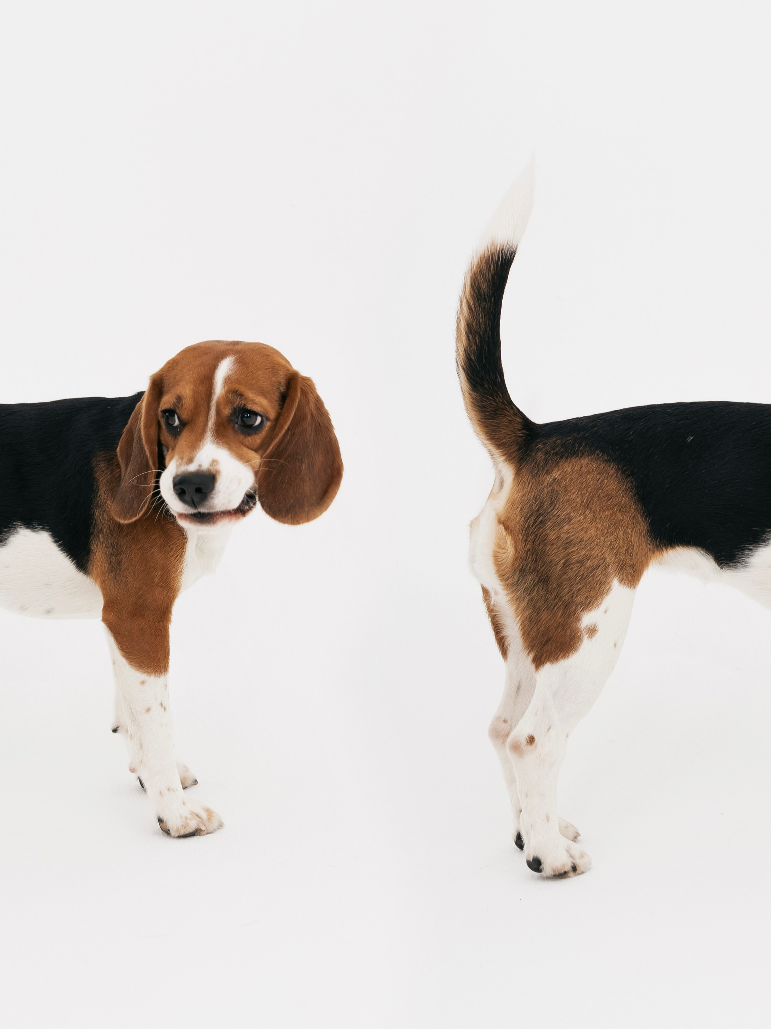 Биглемания. DRIPSTOCK MAG