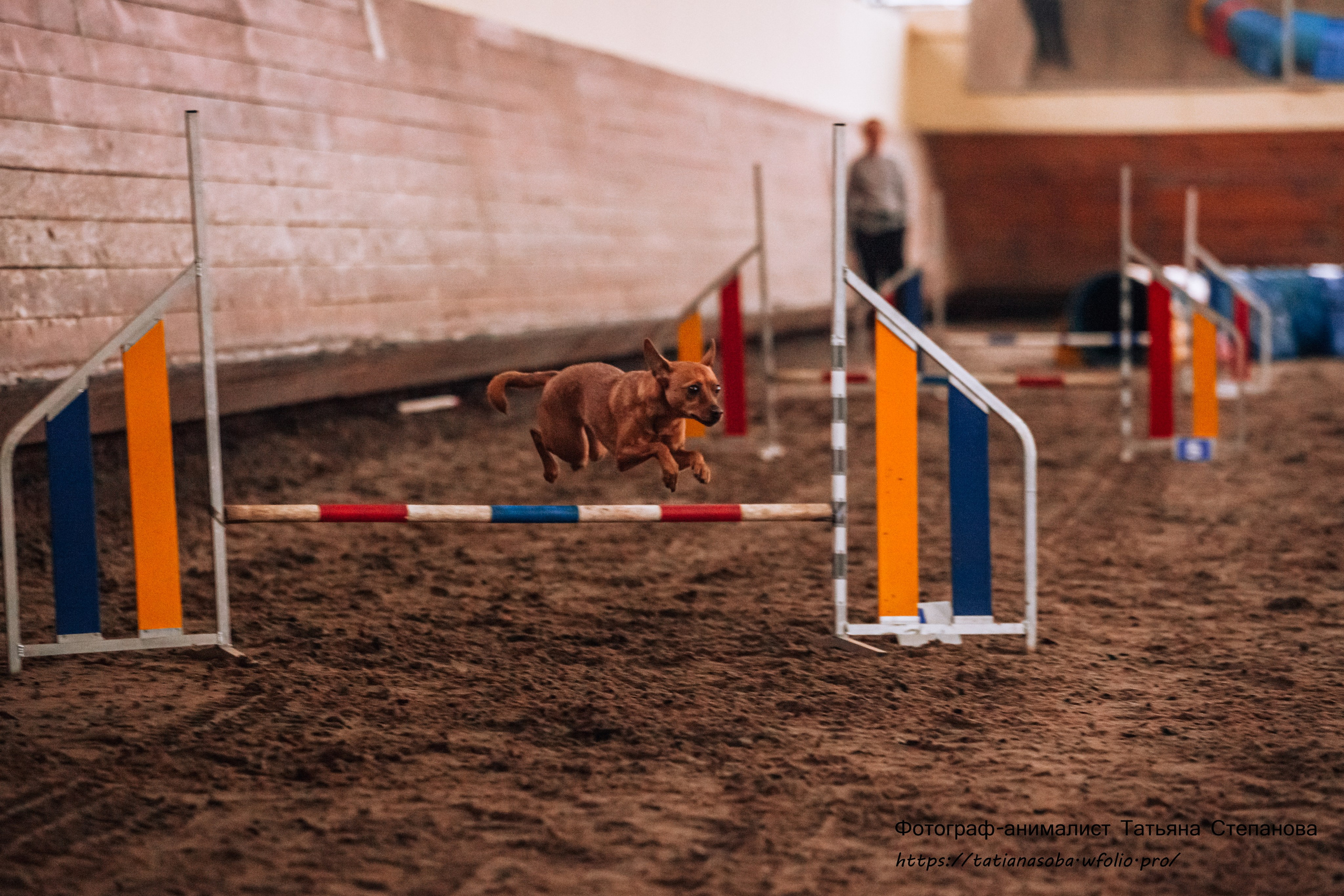 Соревнования по Аджилити 25.02.2024. Фотограф-анималист Татьяна Степанова