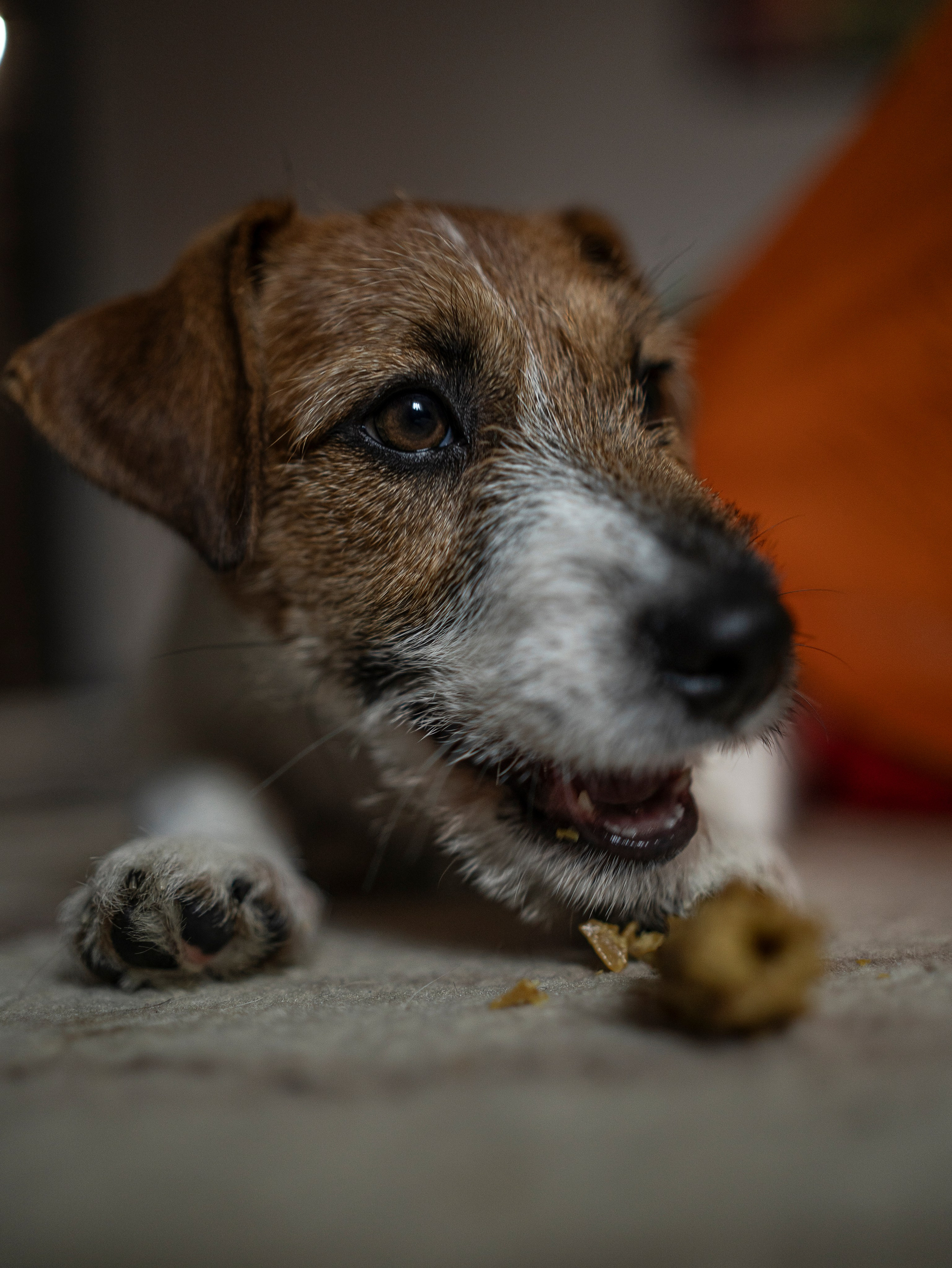 Ляля и Бандит Питомцы. Свадебный и Женский фотограф в г. Кемерово