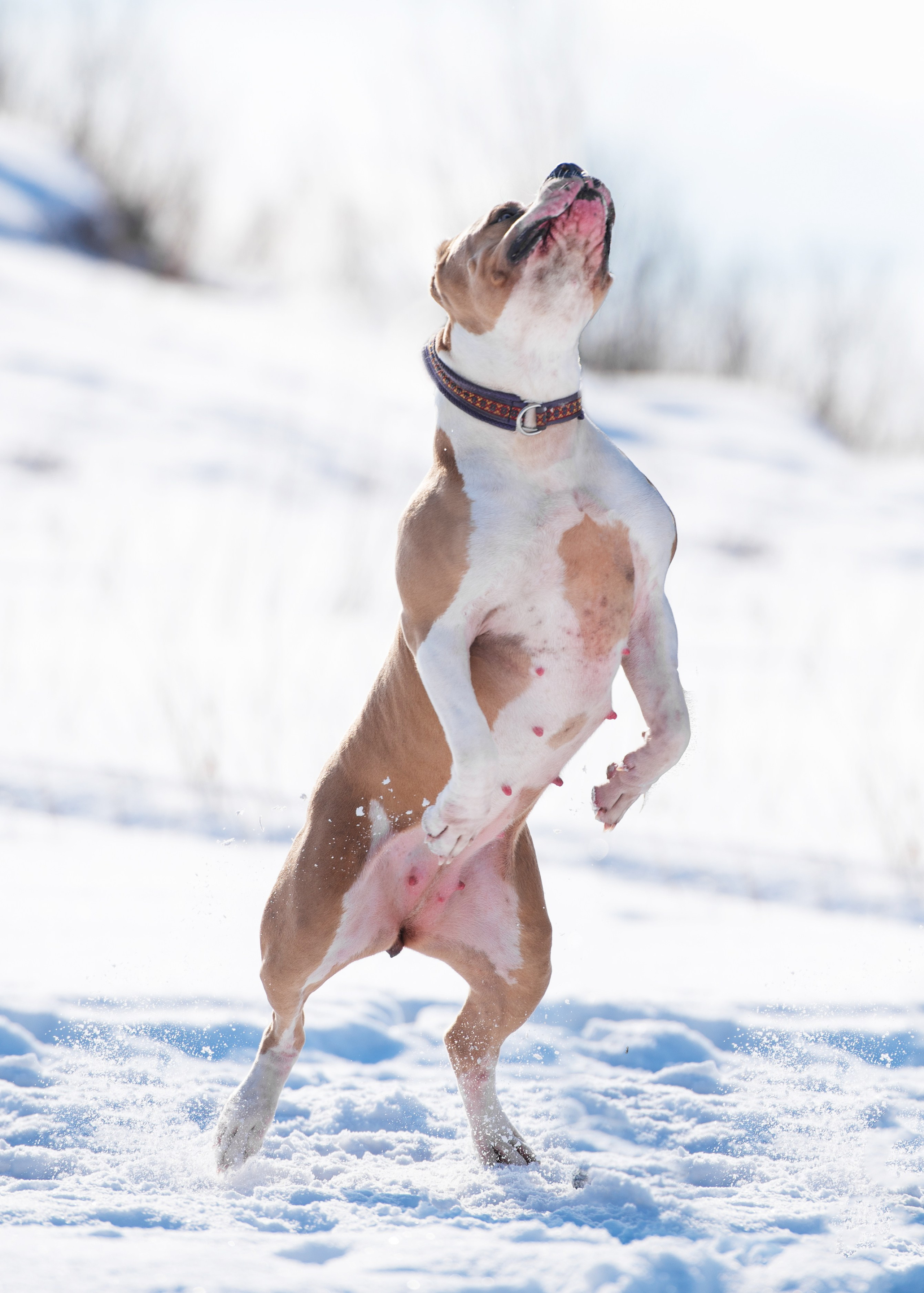 Булли. Дог-фотограф в Тюмени Александра Королева