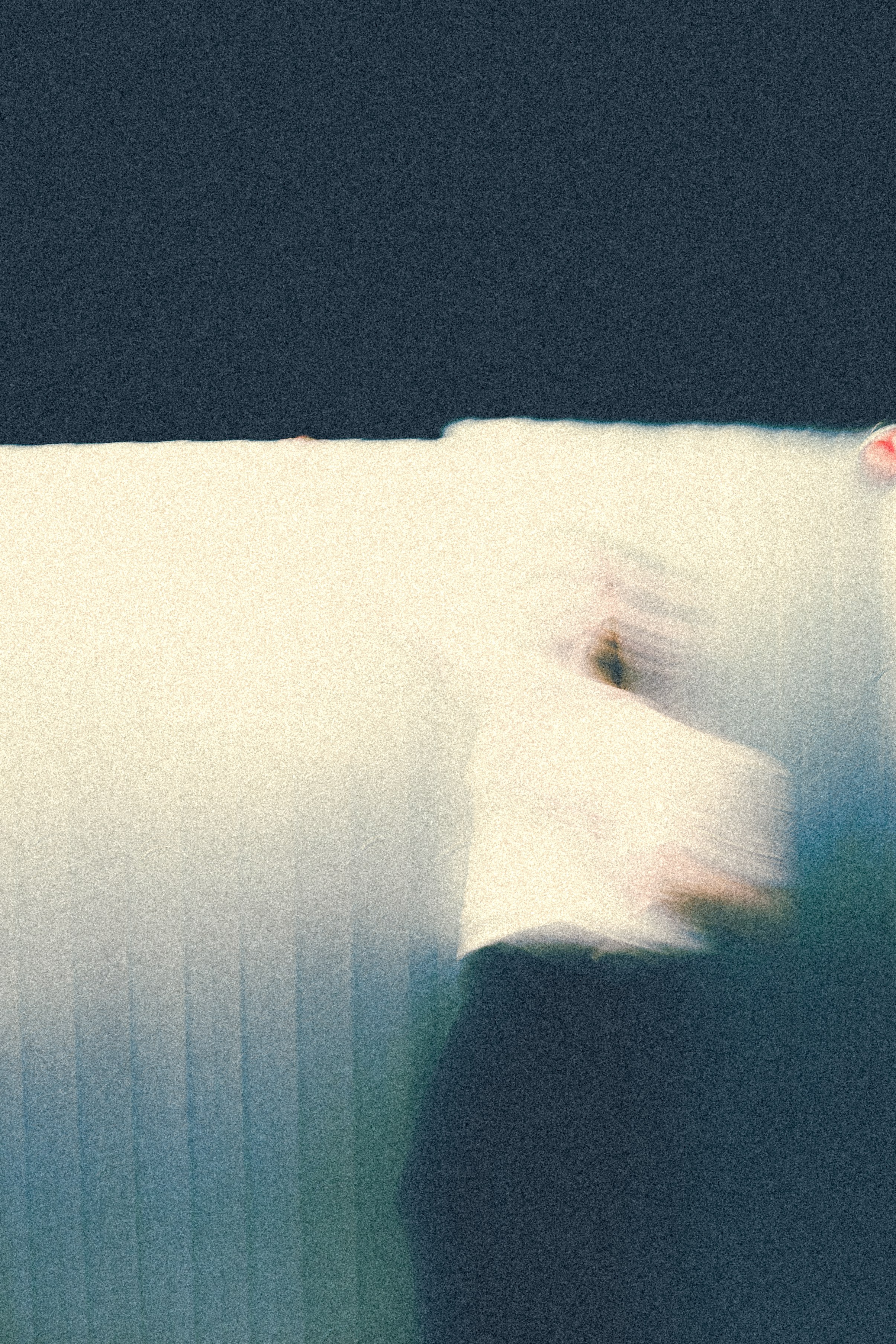 Ваня и Галя. Фотограф в Москве