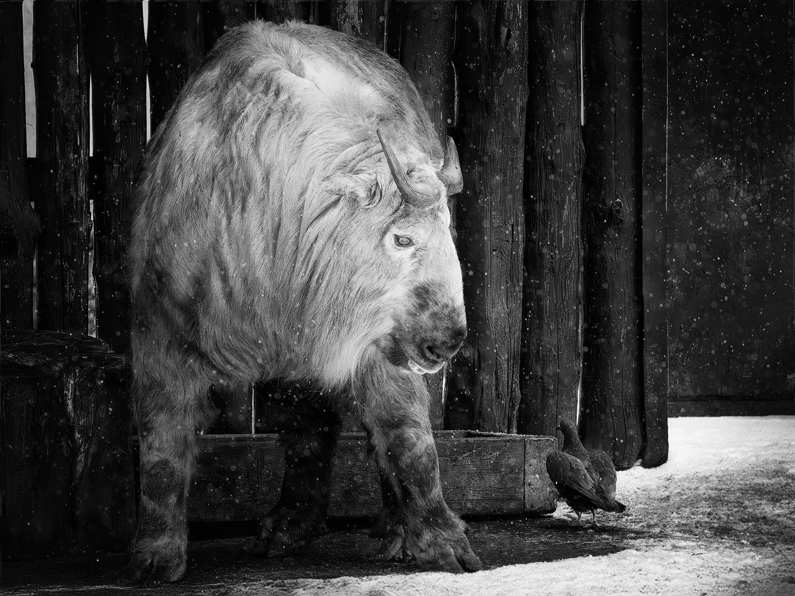 сычуаньский такин и голубь