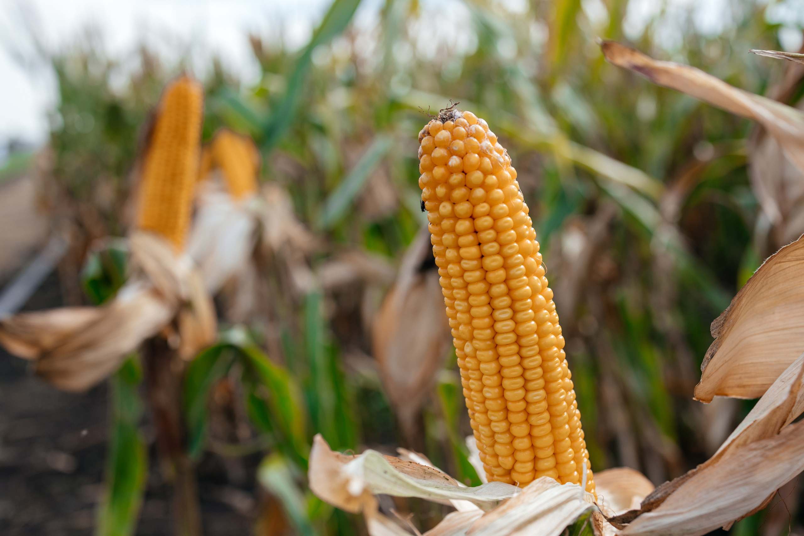 День поля. Фотограф Крохин Олег