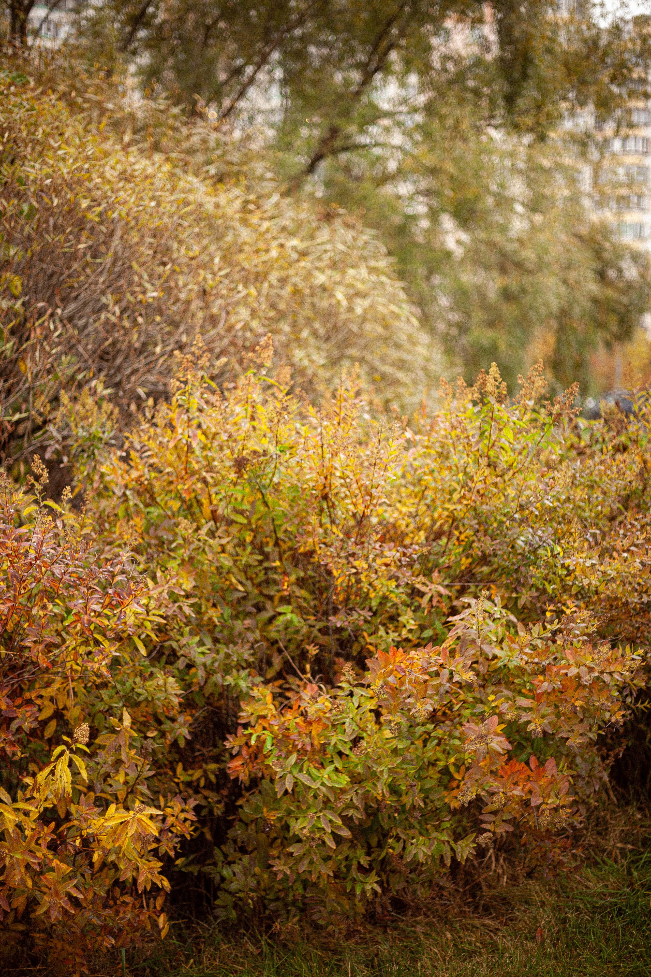 Осенняя серия. Фотограф в Москве. Екатерина Митина