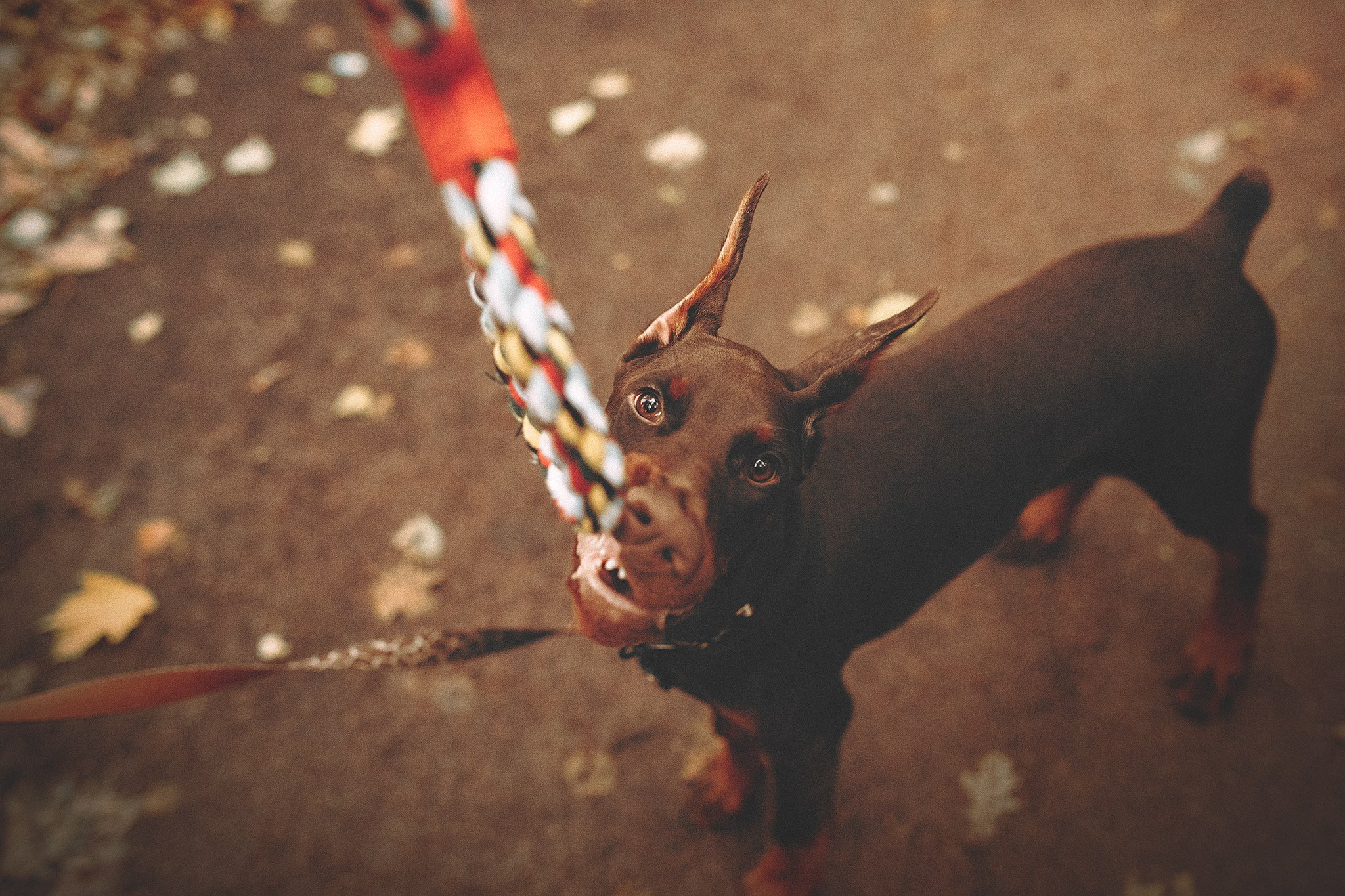 Йода, Вероника. Фотограф-анималист • love-story • Санкт-Петербург