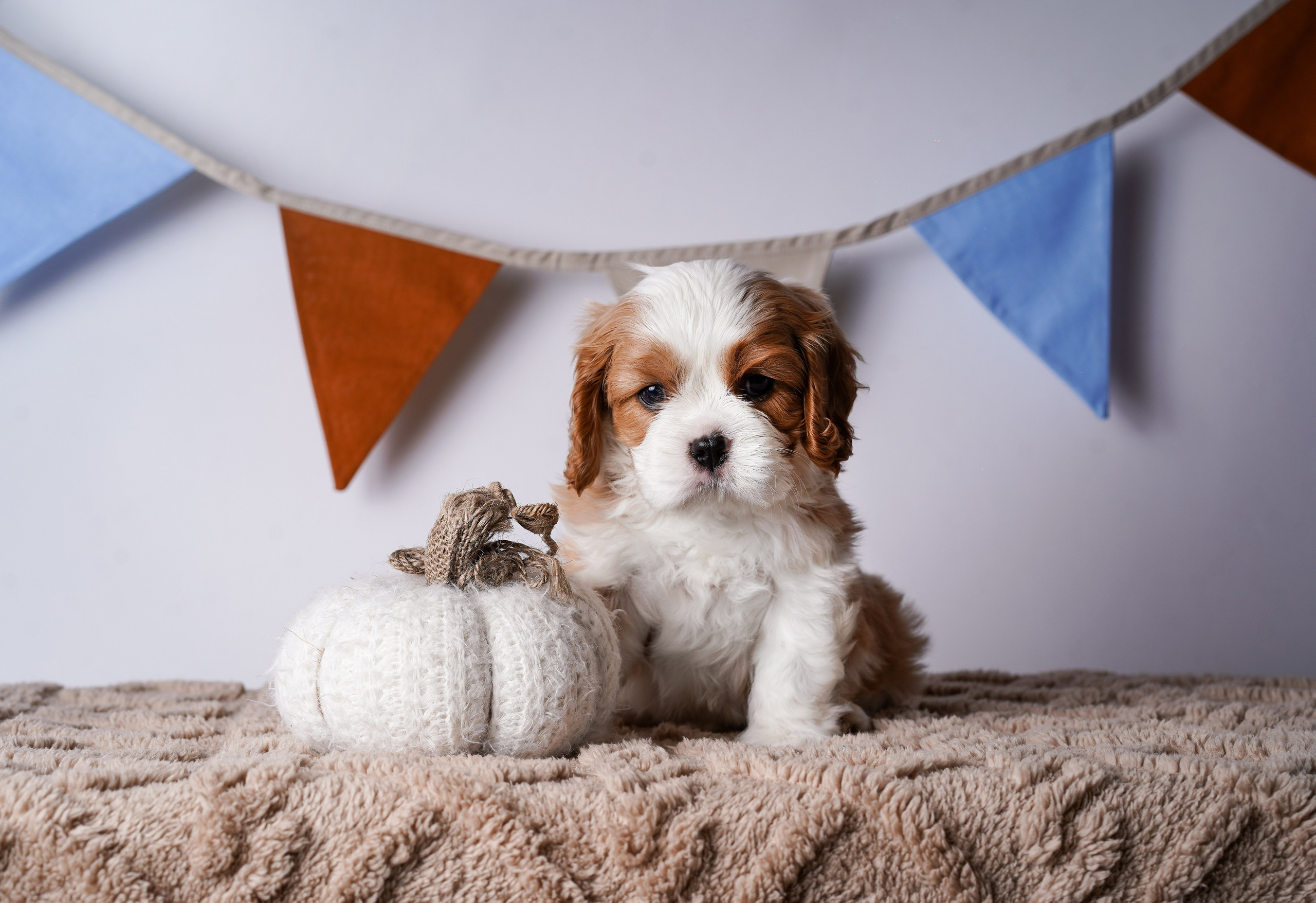 Щенки кавалер кинг чарльз спаниеля. Фотограф-анималист в Санкт-Петербурге Яна Мартынова
