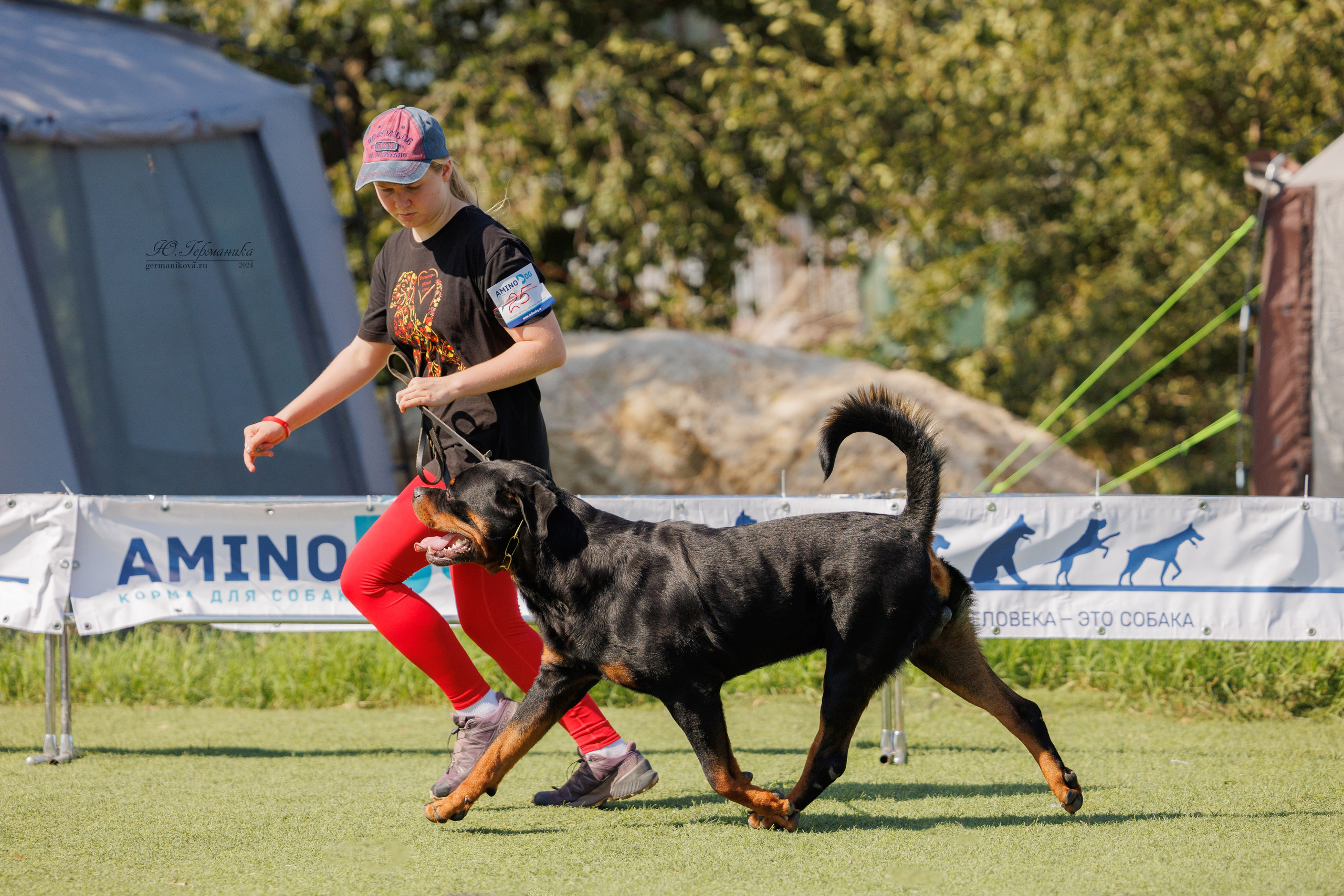 Анапа ротвейлеры 14-15.09.2024. Фотограф-анималист Юлия Германика