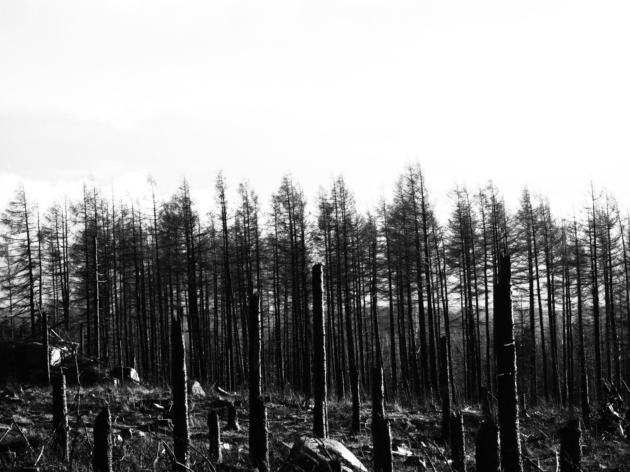 Таинственный лес. Репортажный фотограф в Берлине Александра Герман